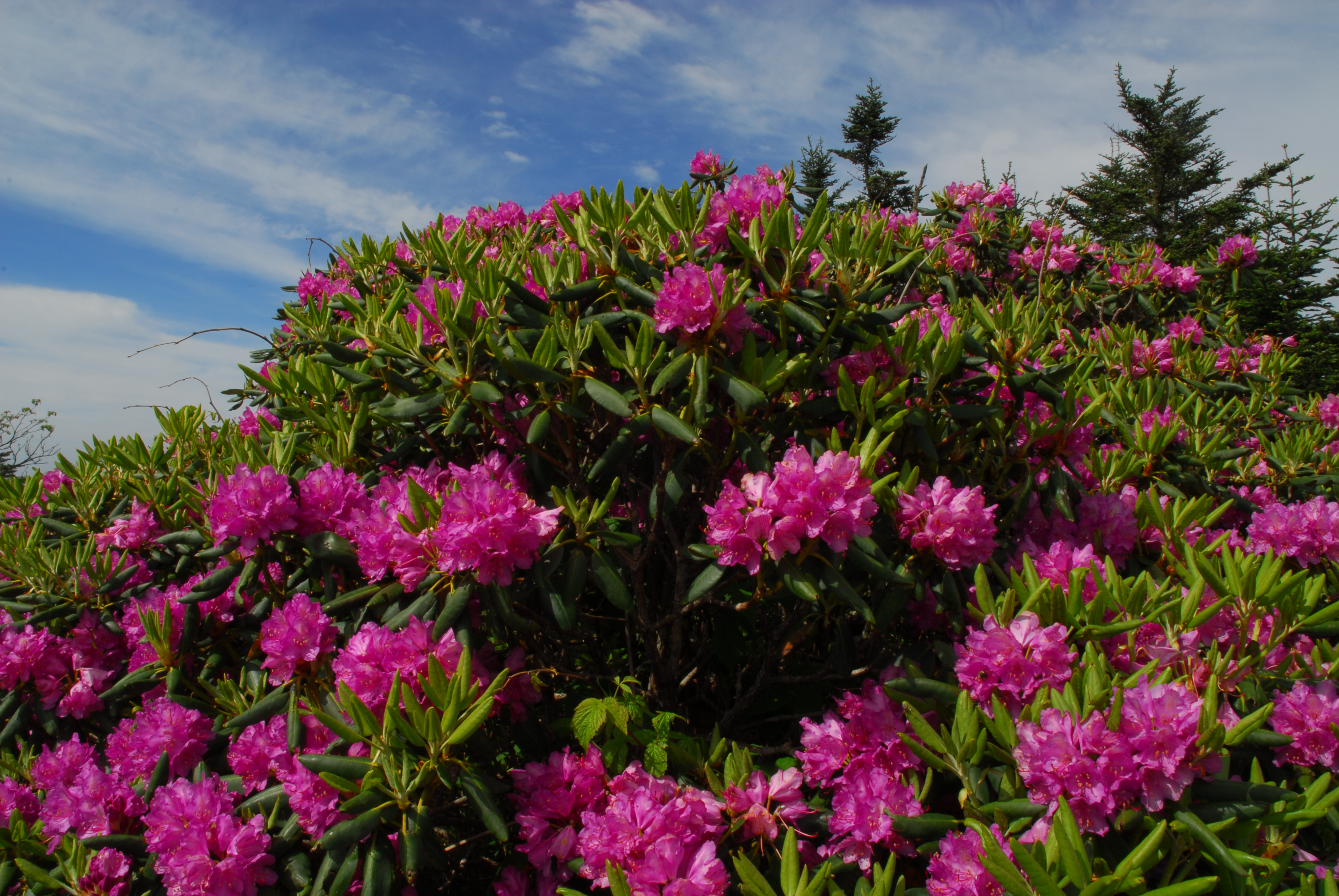 Rhododendron  -  Cloudland Area, Roan Mountain Massif, Cherokee National Forest, North Carolina