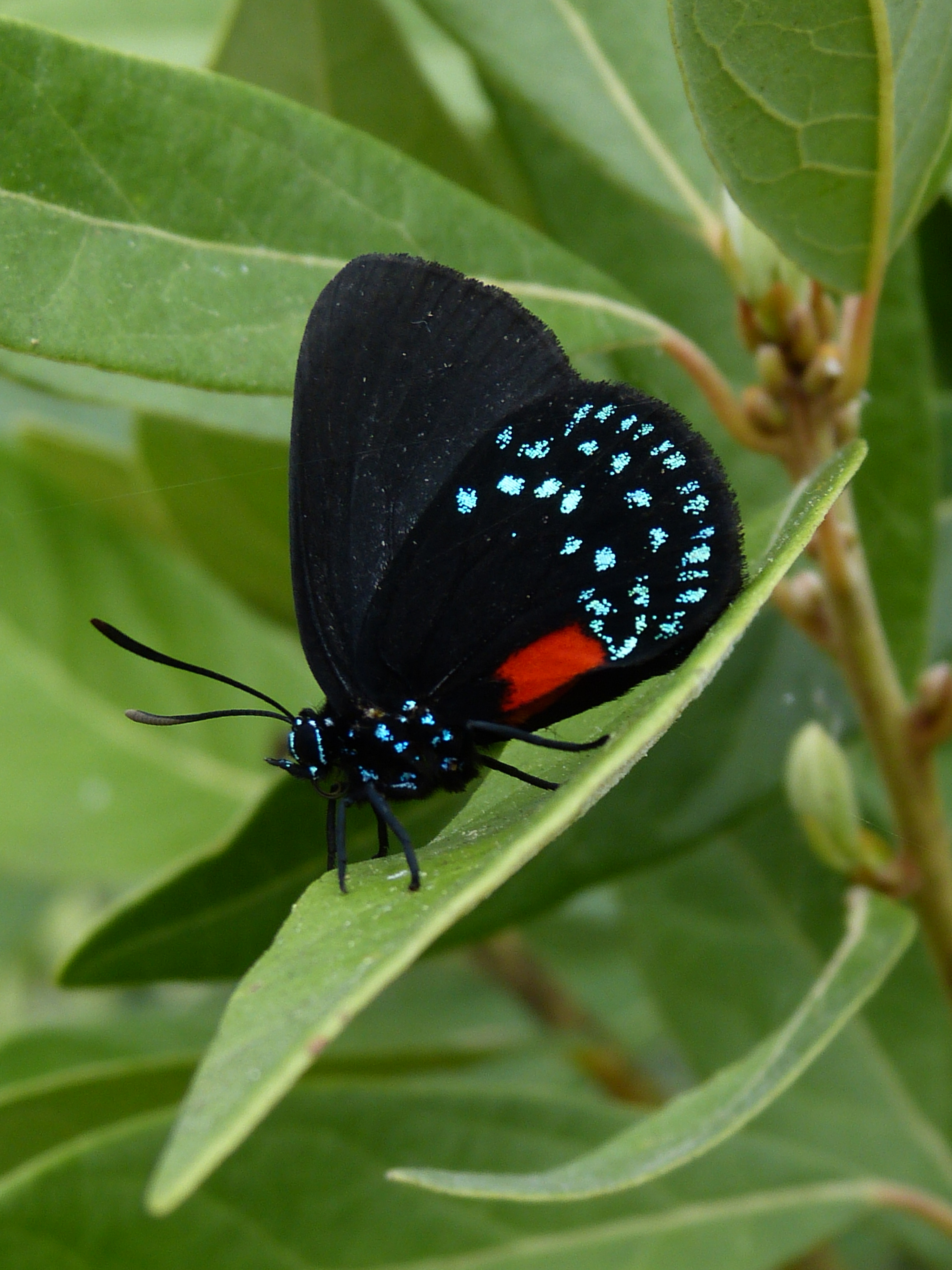 Atala butterfly  -  Naples Botanical Garden, Naples, Florida  