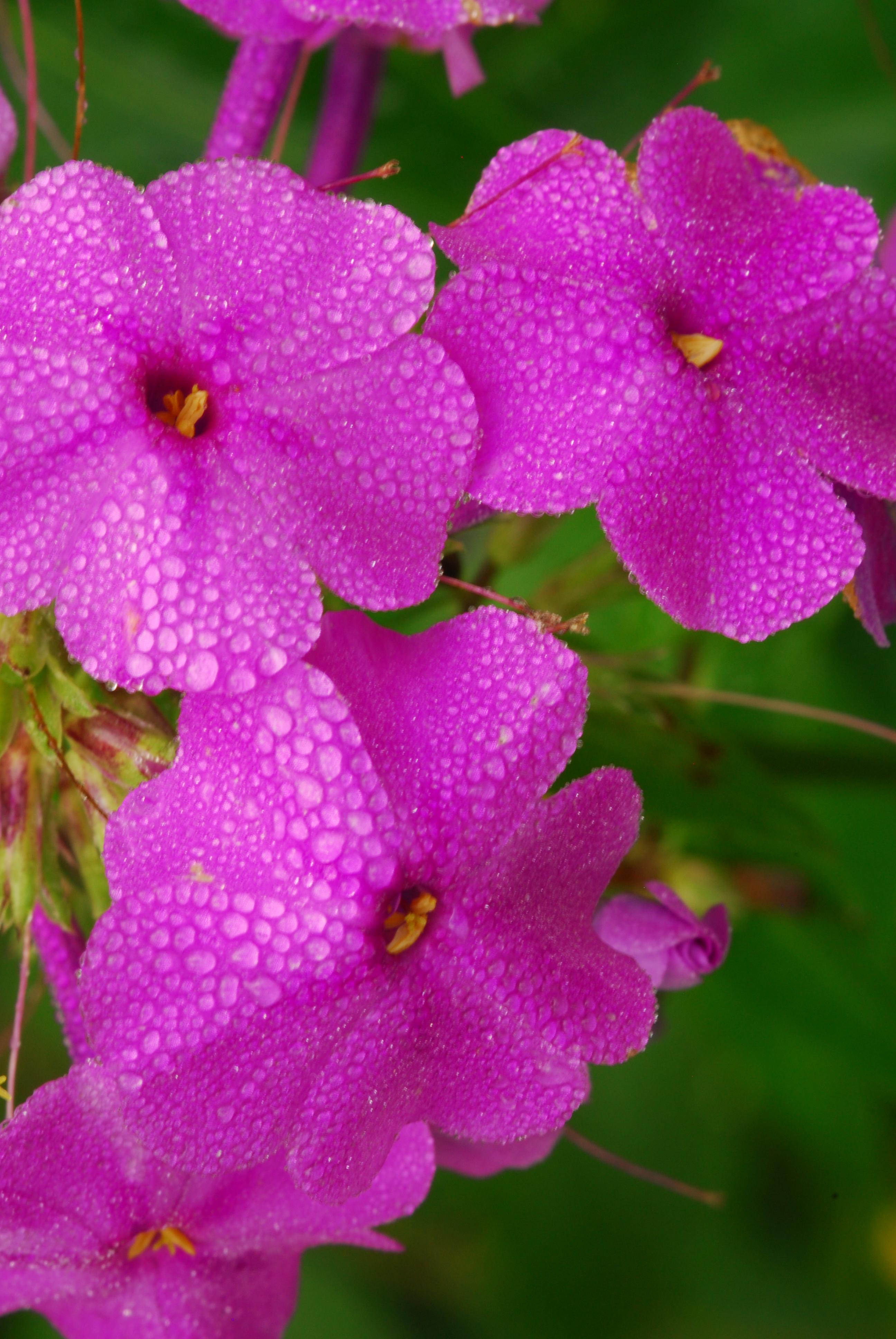 Dew on wild blue phlox  -  Fryingpan Gap, Blue Ridge Parkway, North Carolina
