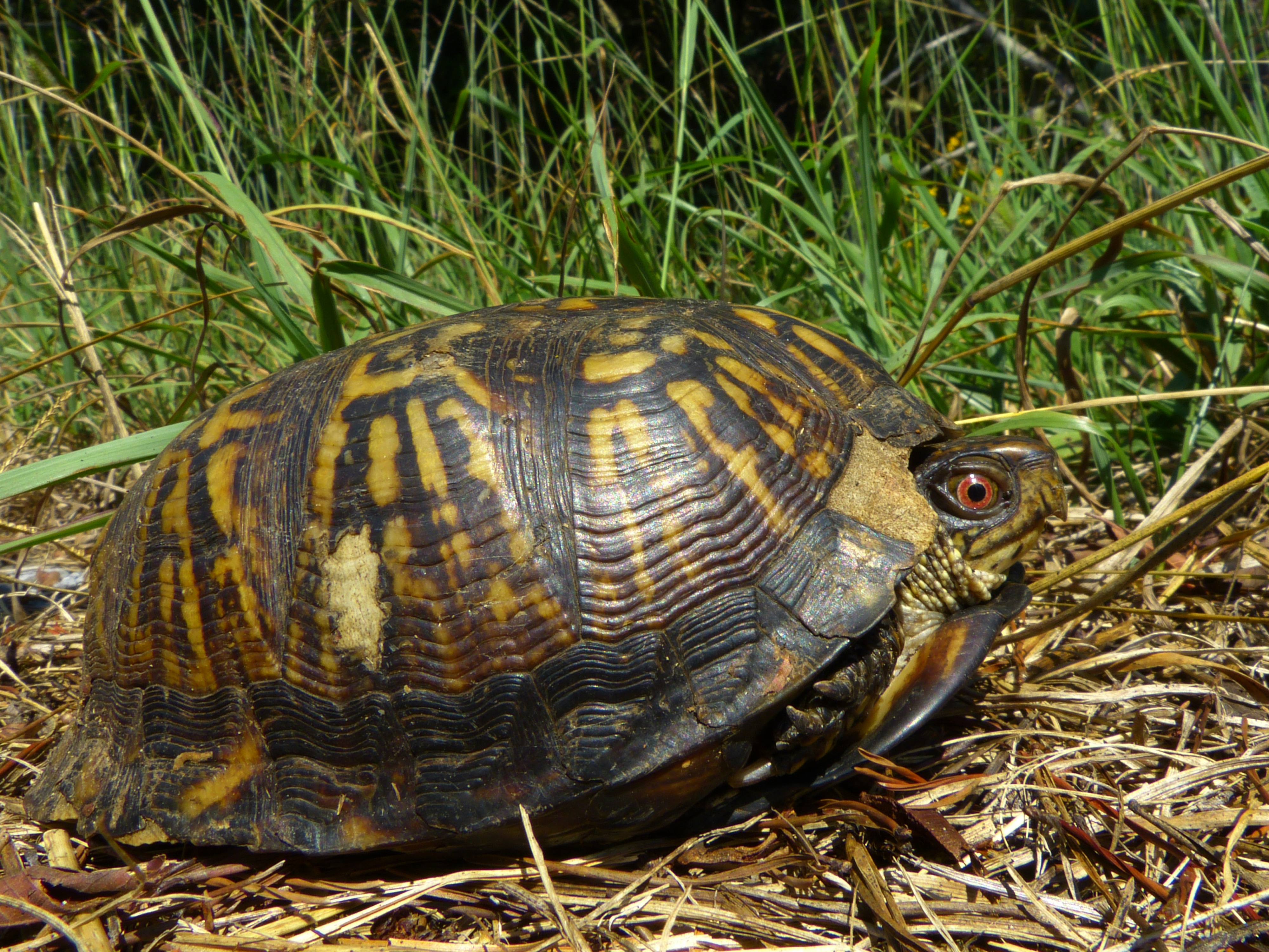 Eastern box turtle - Little River National Preserve, Alabama