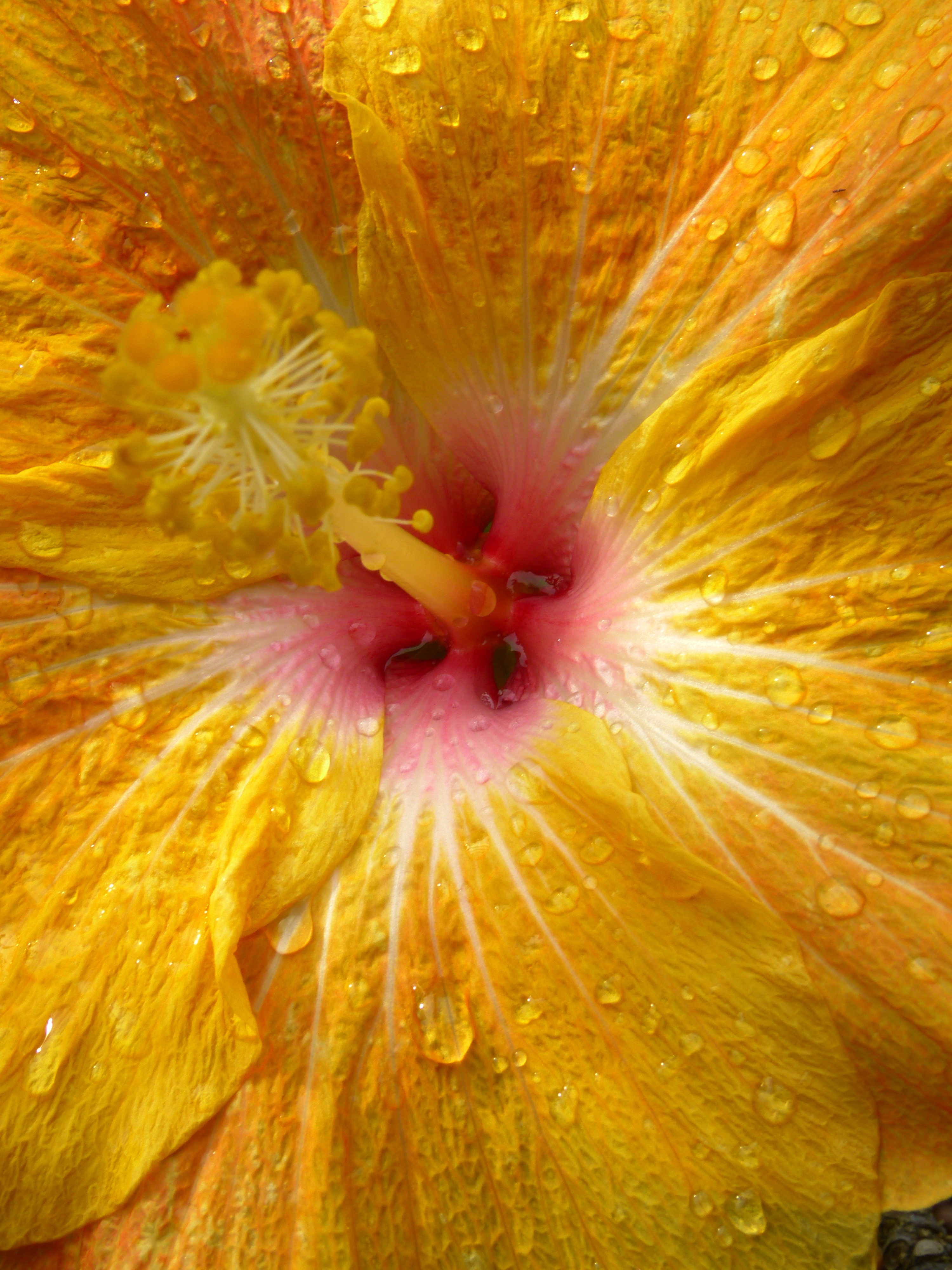 Hibiscus   -  Marie Selby Botanical Gardens, Sarasota, Florida