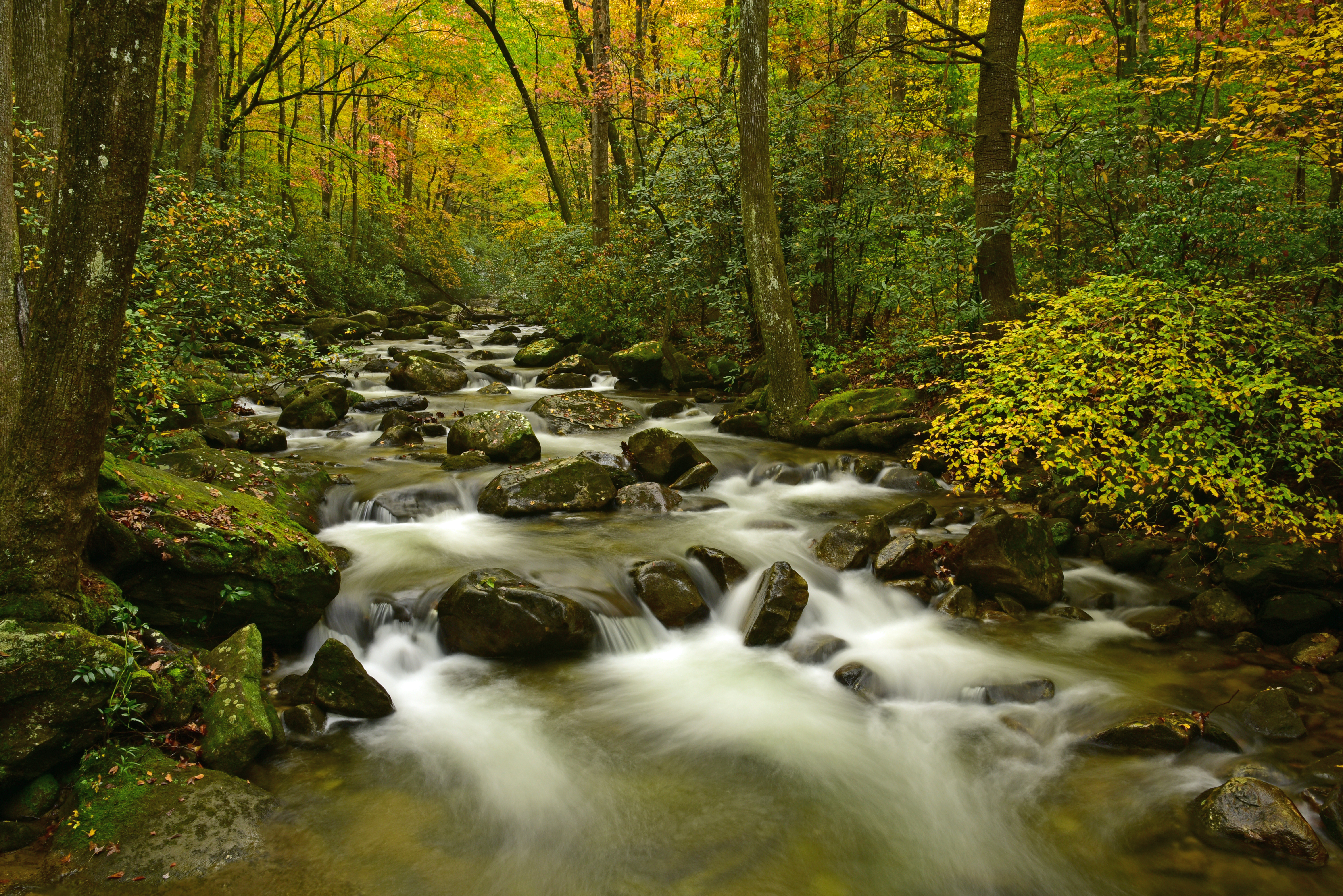 Fall colors, Middle Saluda River  -  Jones Gap State Park, South Carolina