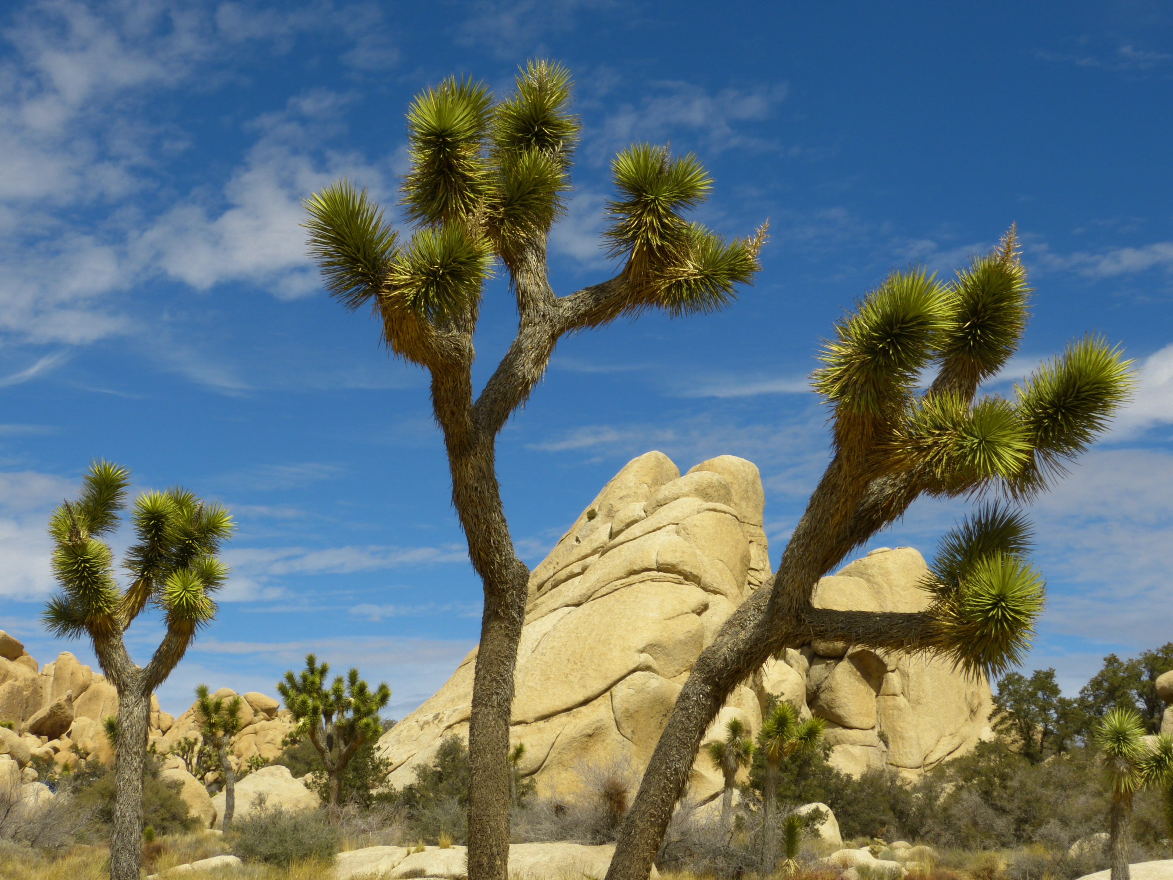 Joshua trees, granite rocks  -  Hidden Valley Picnic Area, Joshua Tree National Park, California