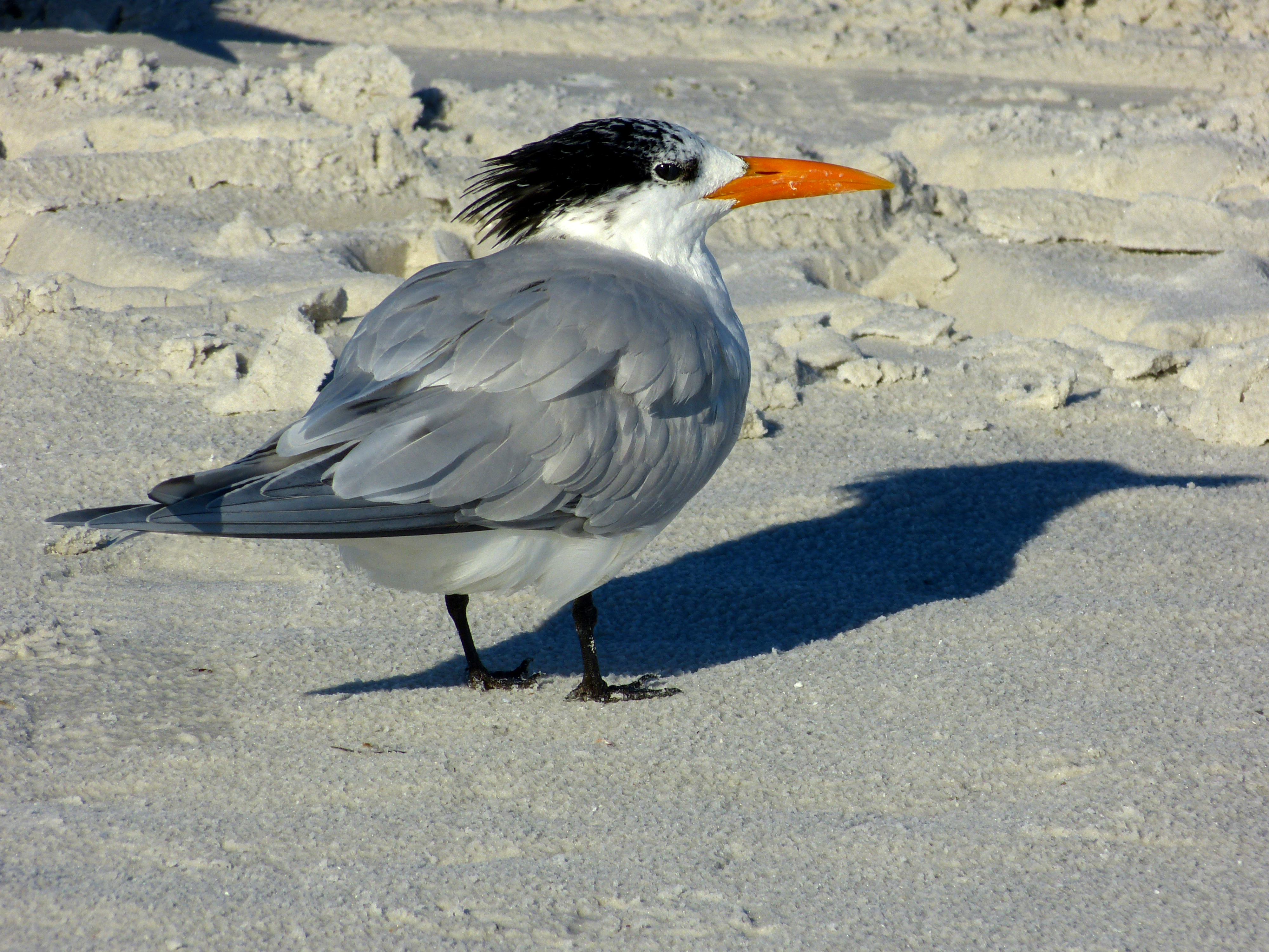 Royal tern  -  Siesta Key Beach, Sarasota, Florida