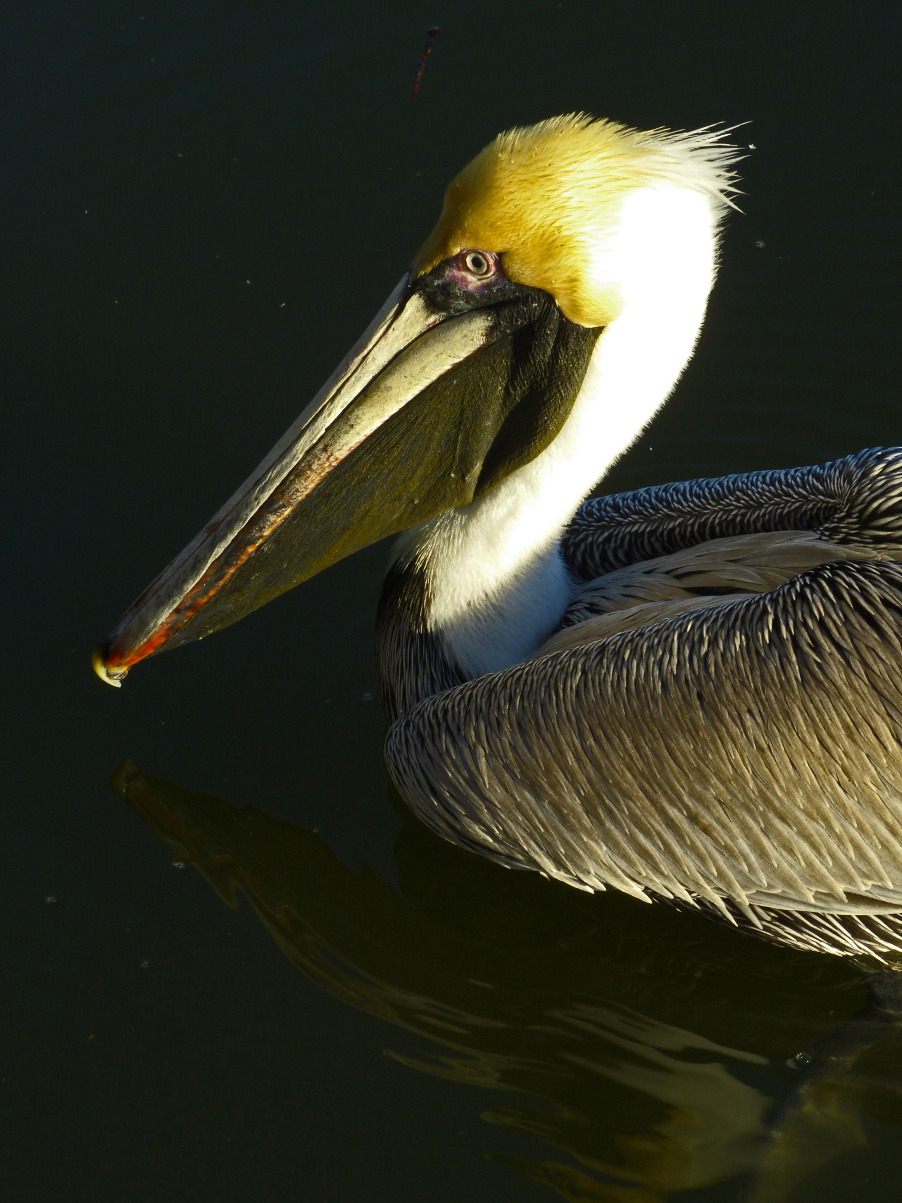 Brown pelican  -  Intracoastal Waterway, Sarasota County, Florida
