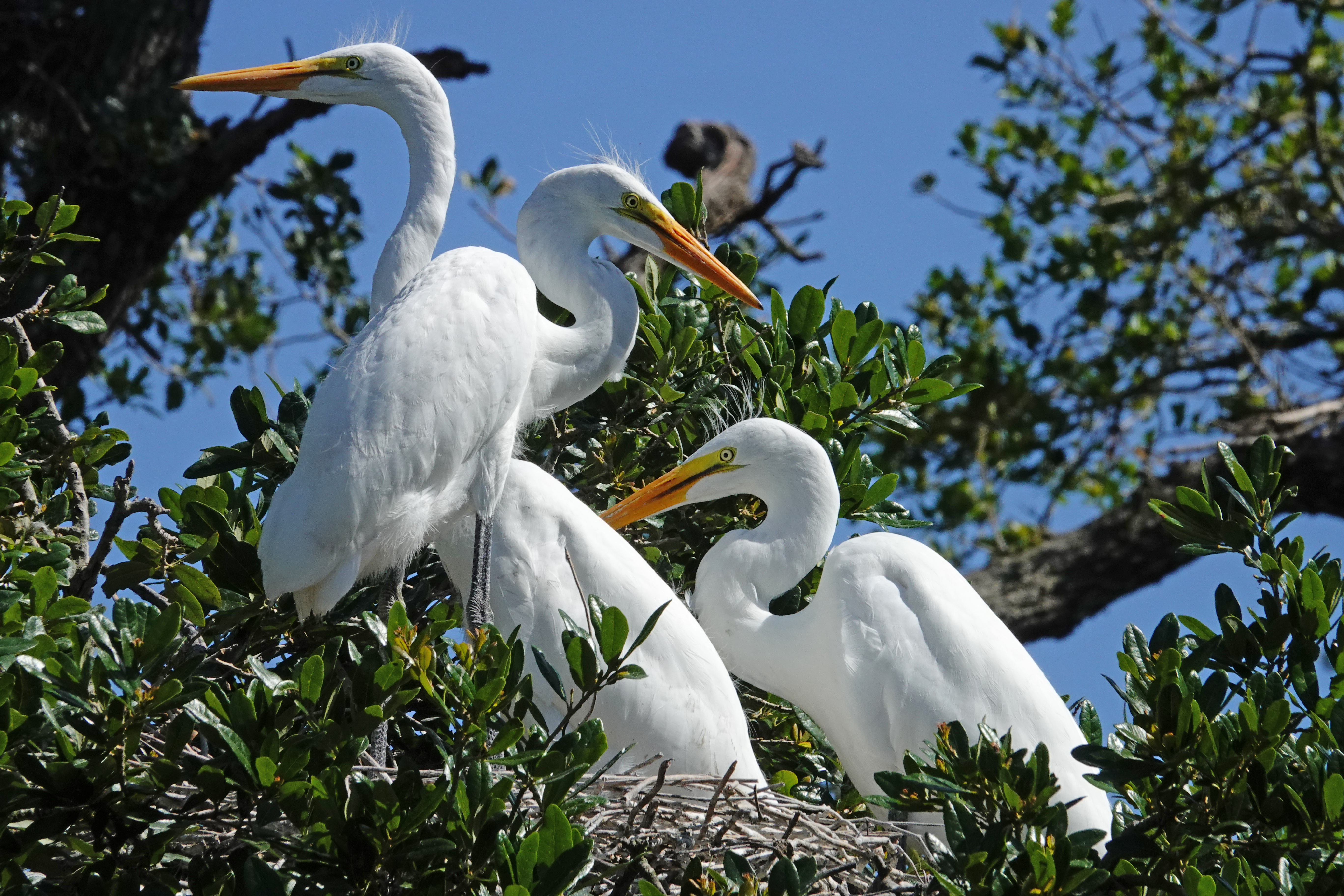 Great egret adult (left rear) and chicks  -  St. Johns County, Florida