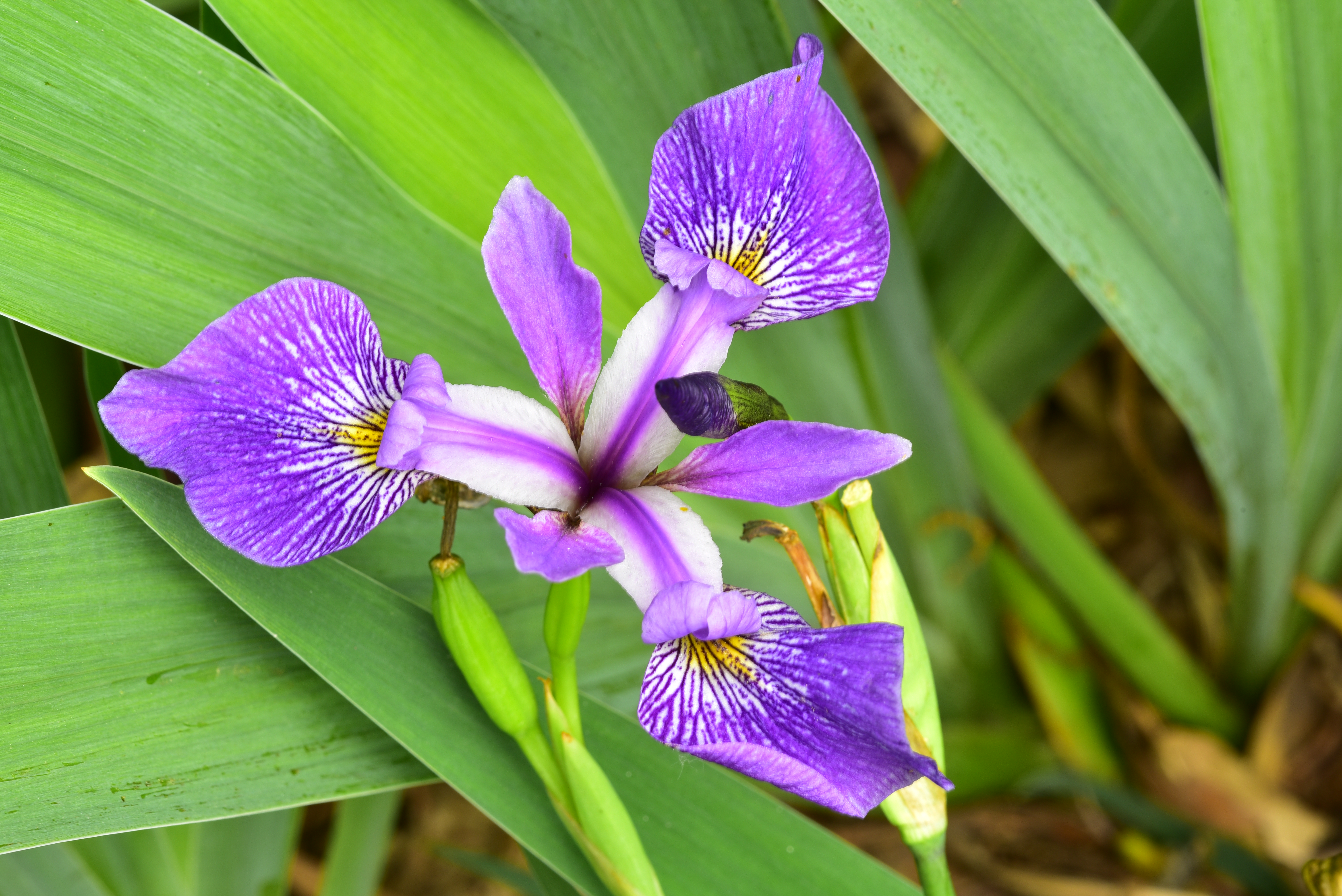 Dwarf crested iris  -  Private garden, Greenville County, South Carolina