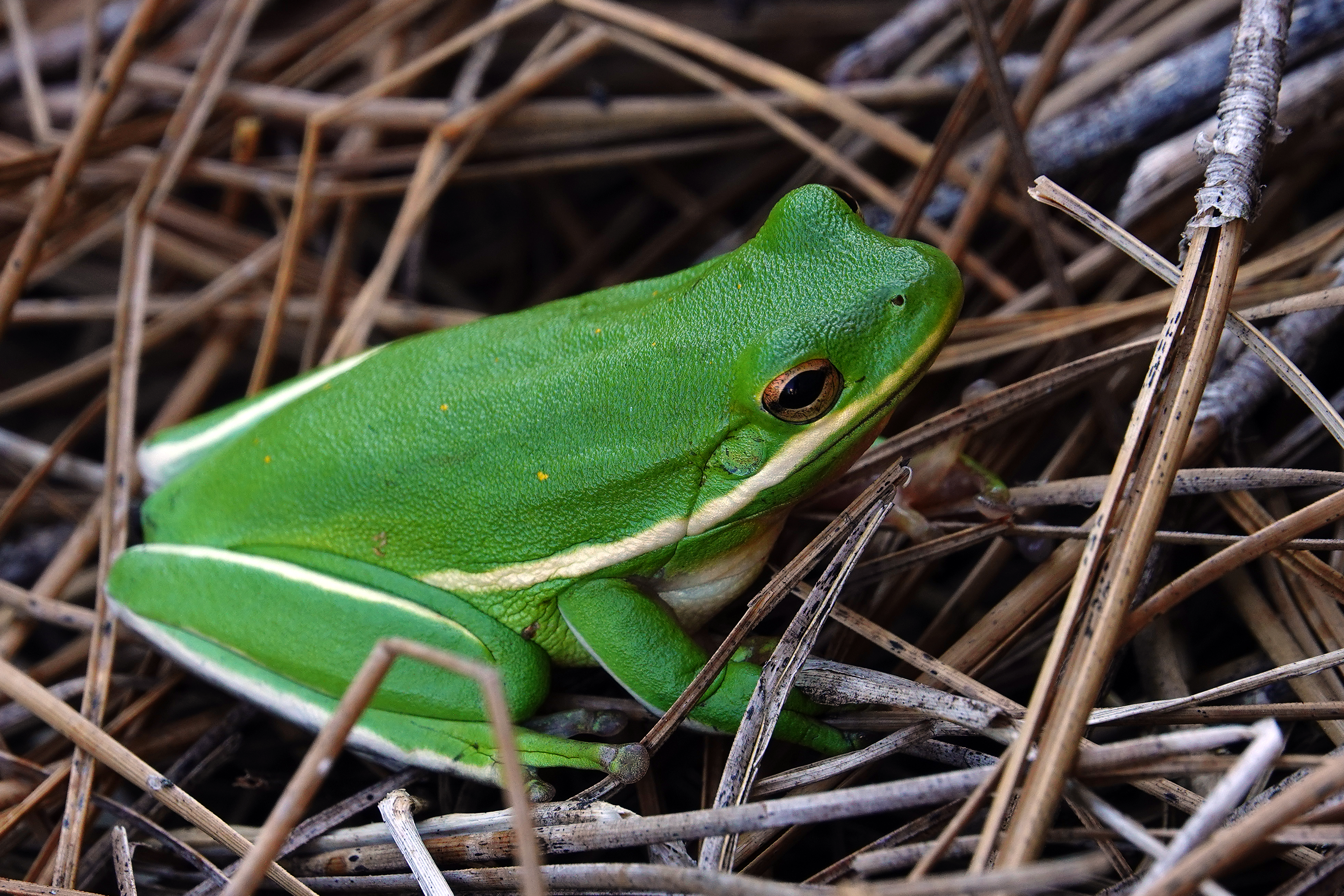American green tree frog  -  Greenville County, South Carolina