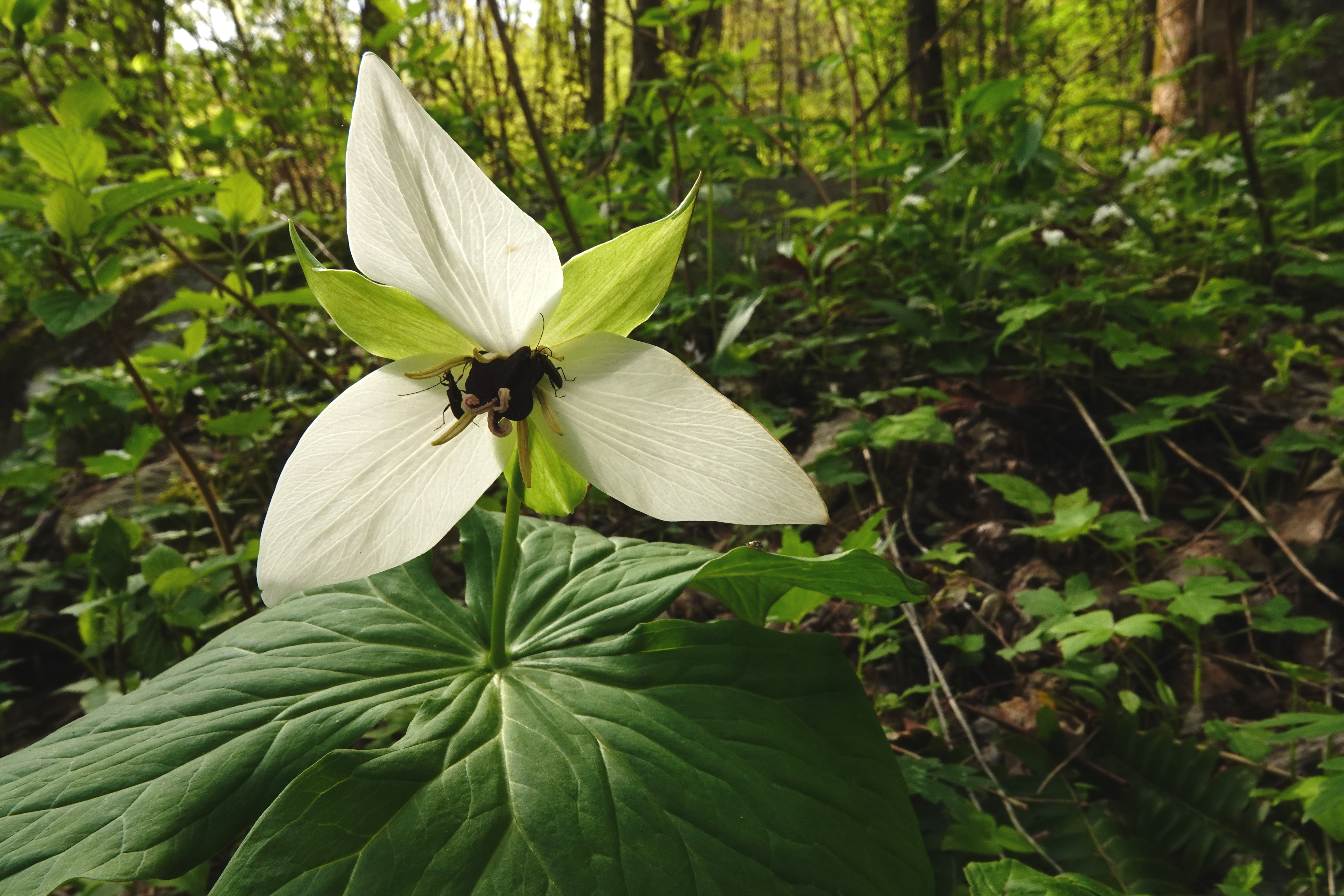 Sweet white trillium (Trillium simile)  -  Chimneys Picnic Area, Great Smoky Mountains National Park, Tennessee  