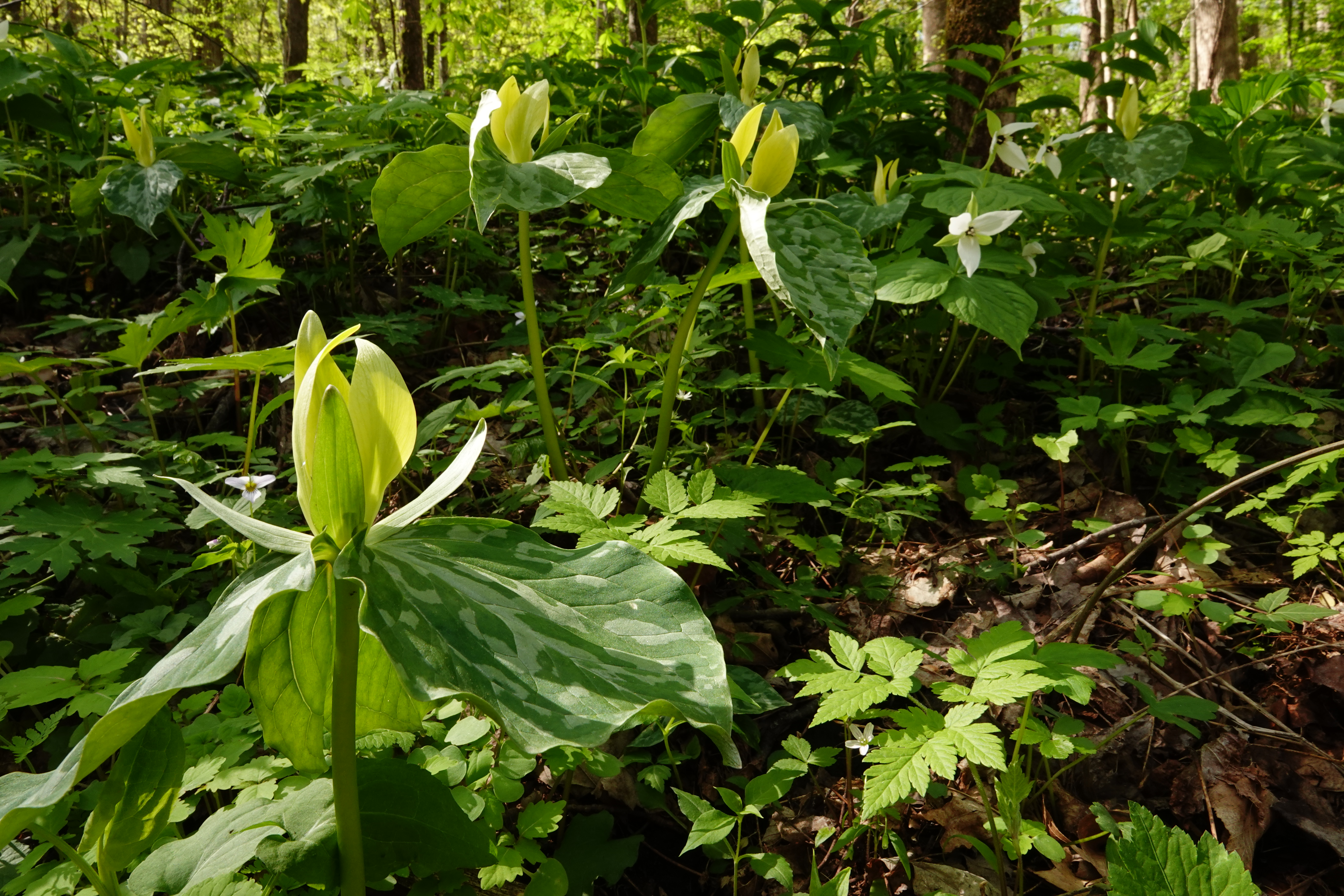 Yellow trillium (Trillium luteum)  -  Chimneys Picnic Area, Great Smoky Mountains National Park, Tennessee