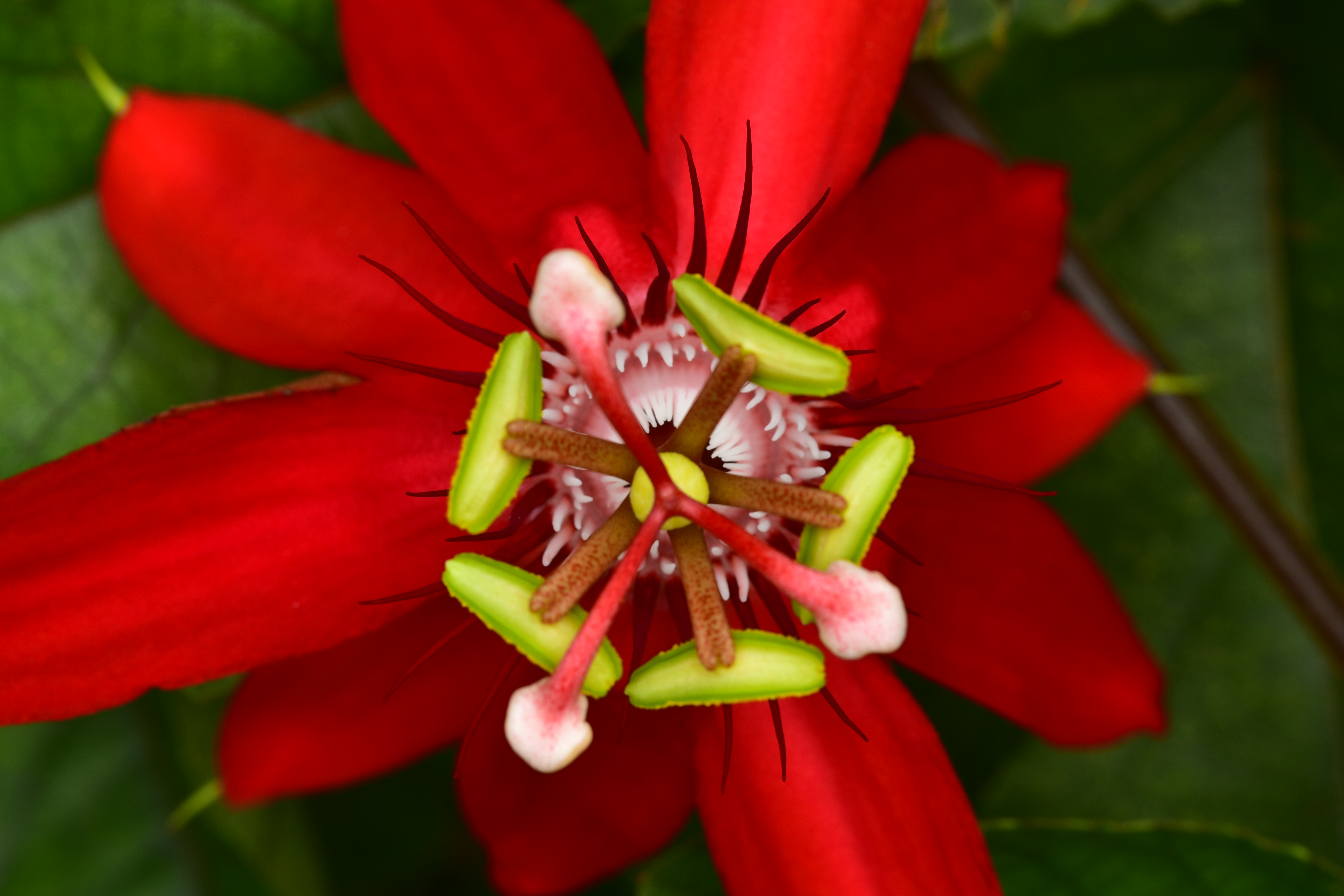 Scarlet passion flower  -  Naples Botanical Garden, Naples, Florida 