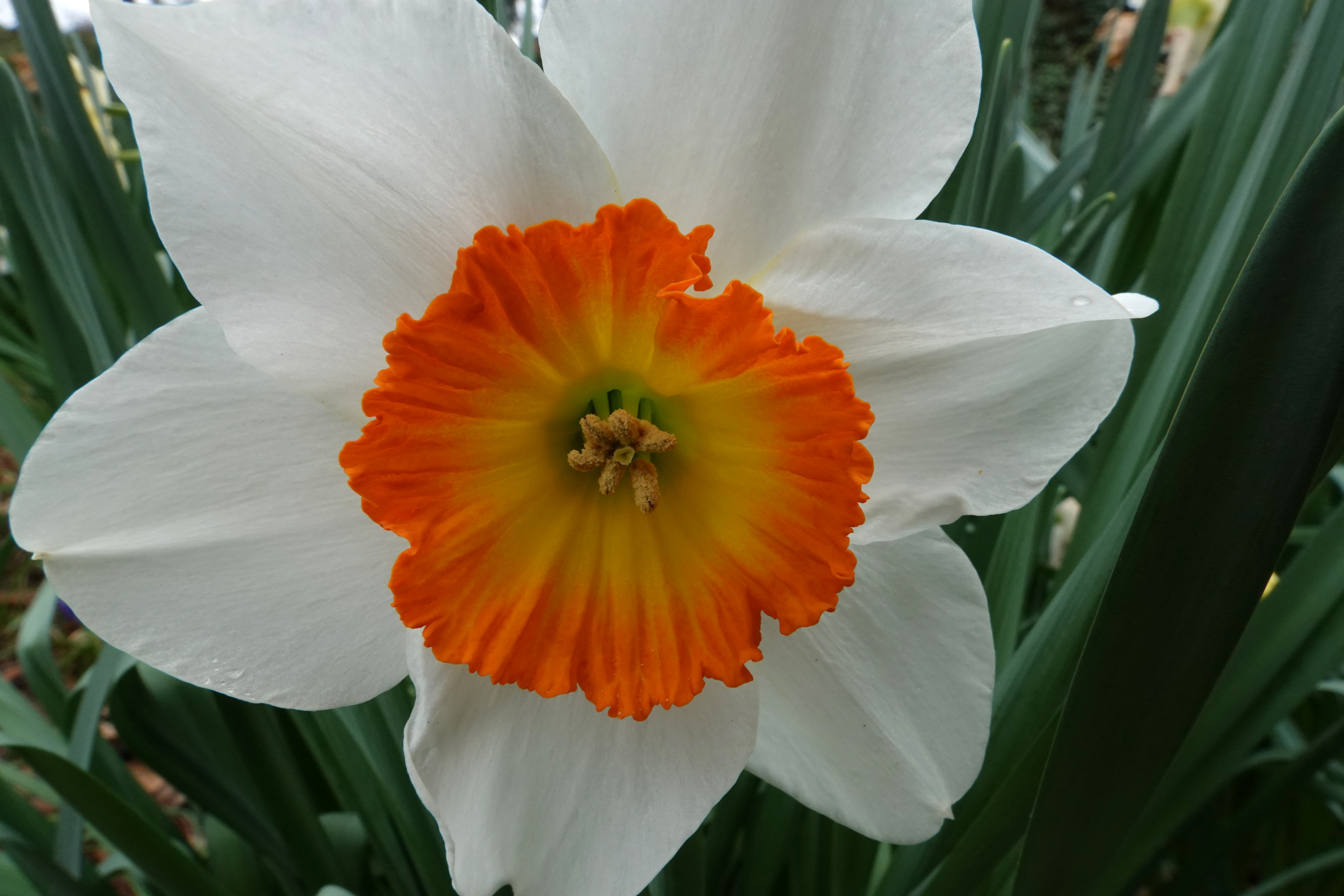 Daffodil  -  Kilgore-Lewis Garden, Greenville, South Carolina  