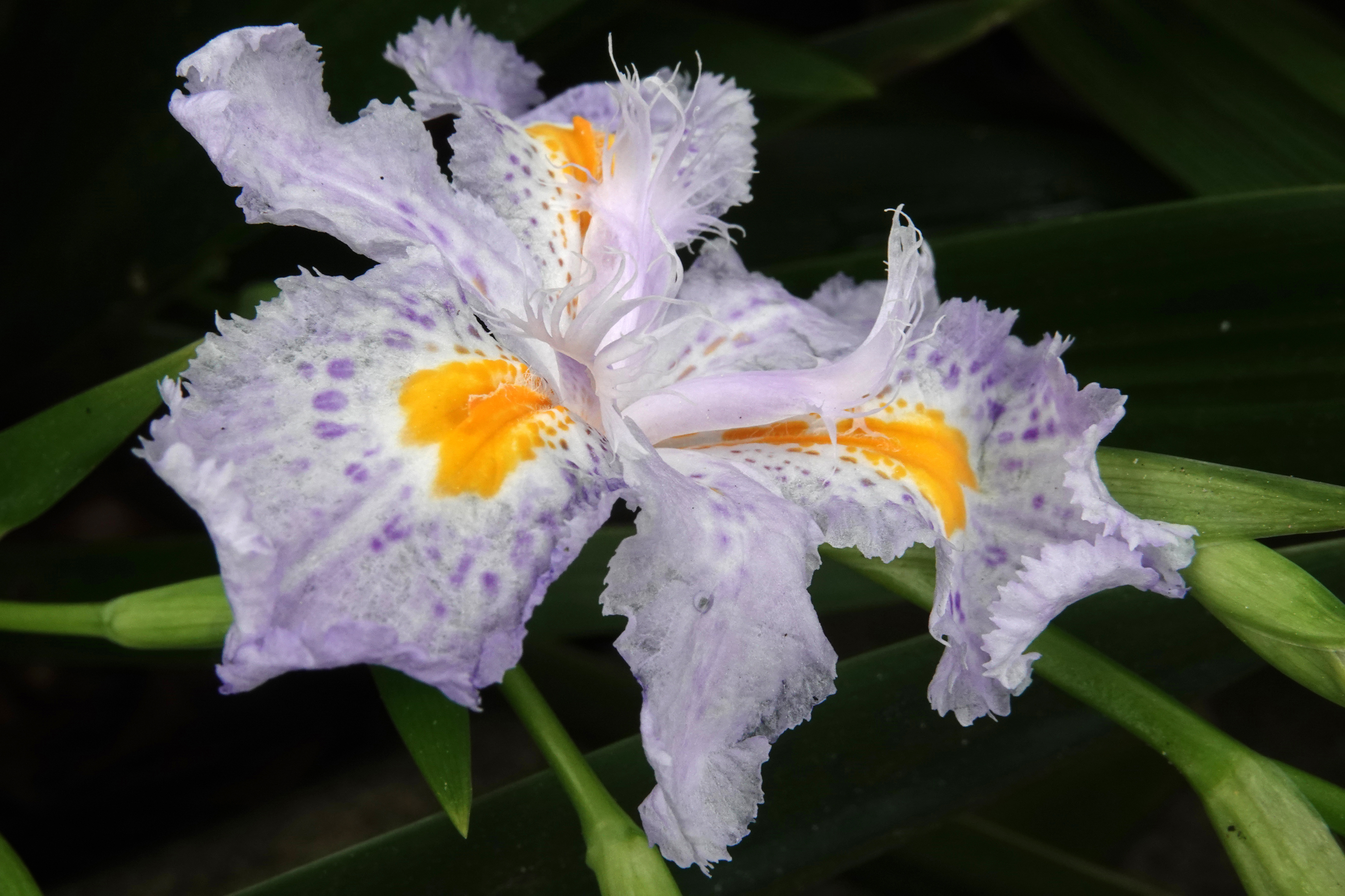 Dwarf crested iris (hybrid)  -  Kilgore-Lewis Garden, Greenville, South Carolina