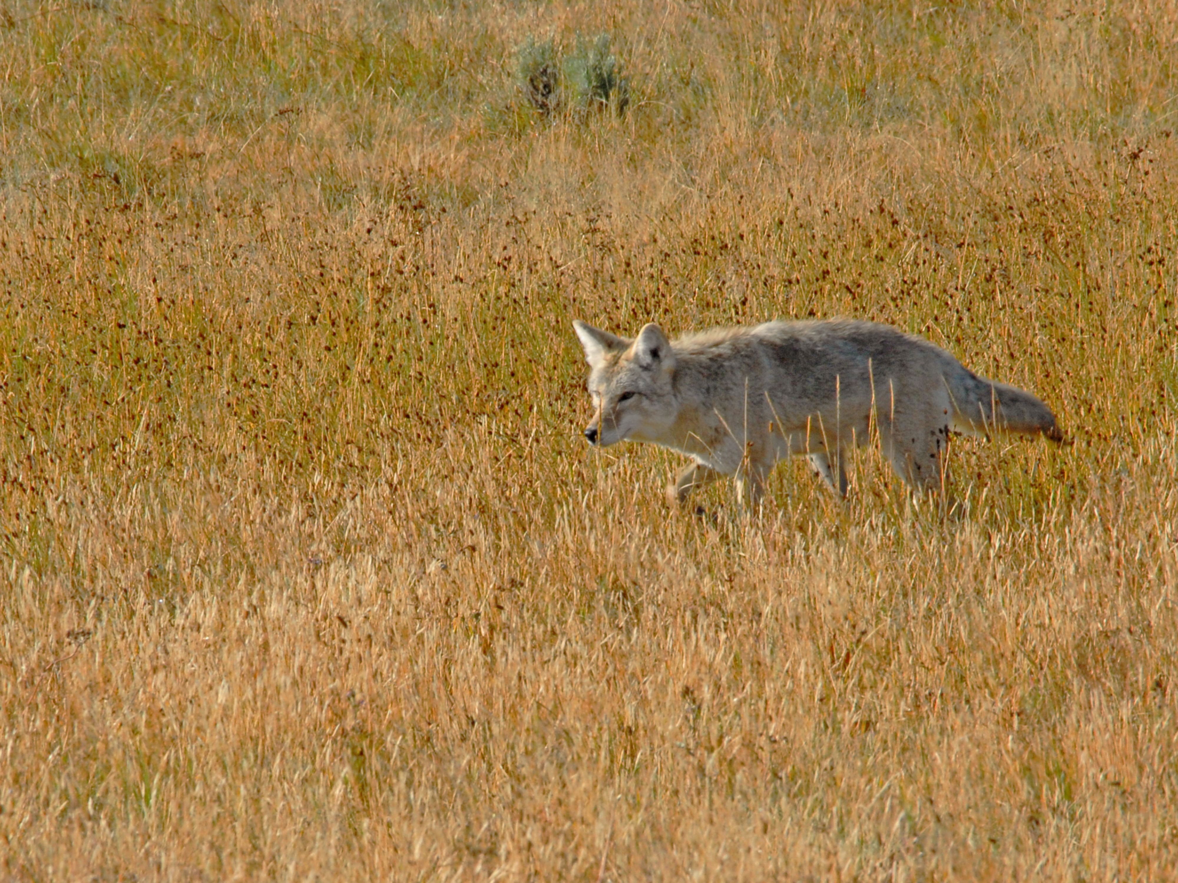 Coyote -  Hayden Valley, Yellowstone National Park, Wyoming 