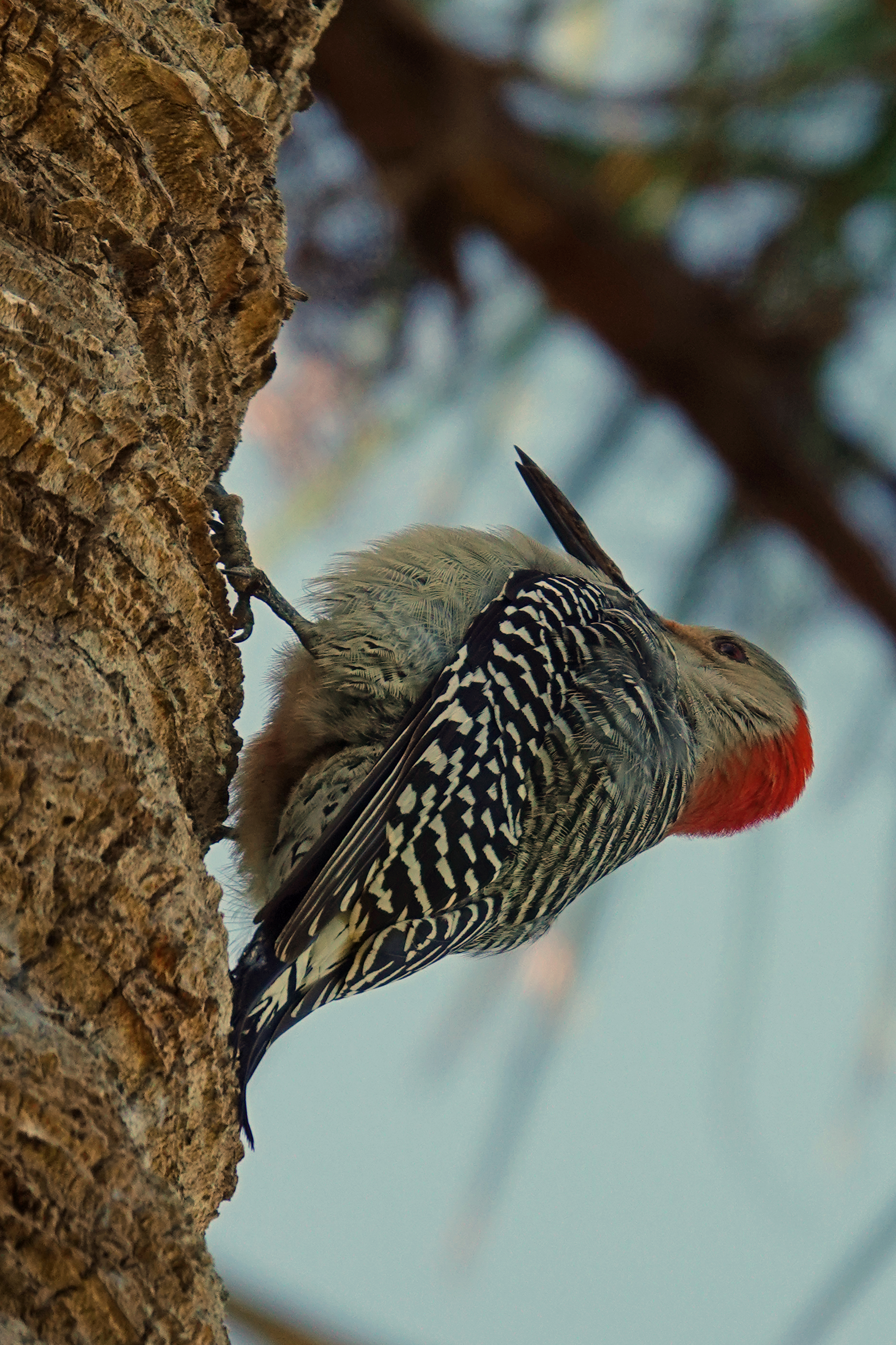 Red-bellied woodpecker  -  Naples Botanical Garden, Naples, Florida  