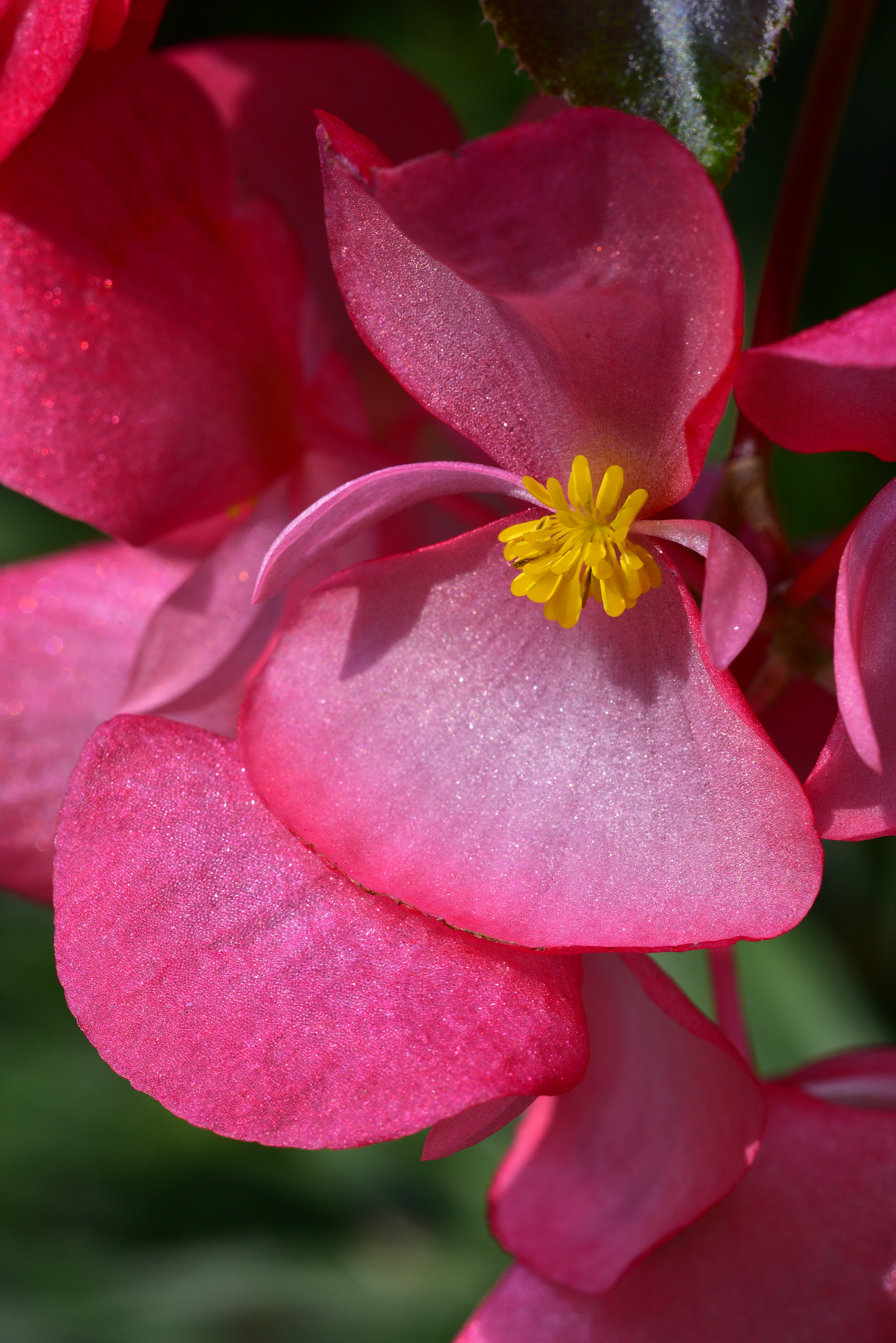Begonia blooms - Kilgore-Lewis Garden  -  Greenville, South Carolina