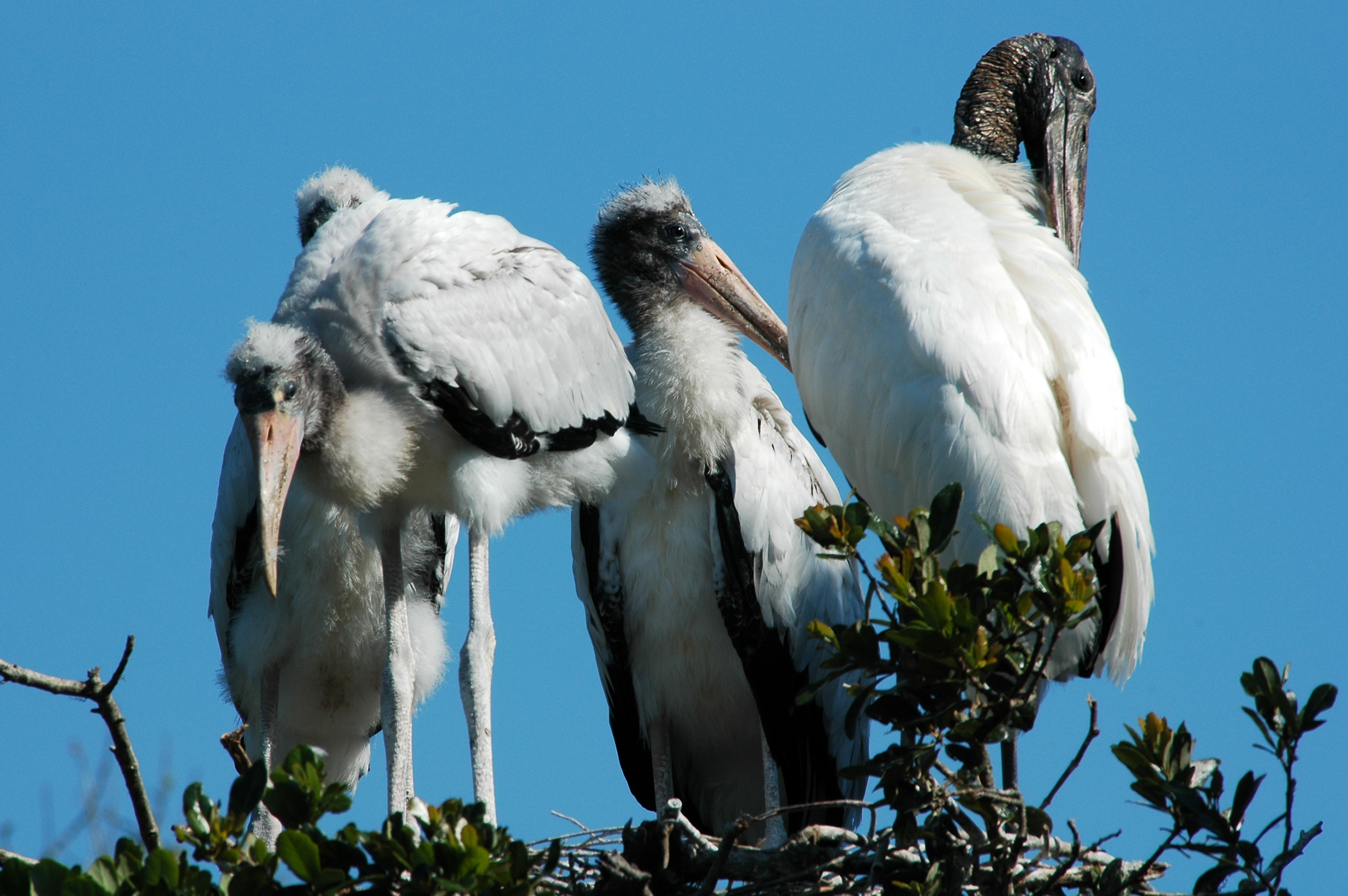 Wood stork chicks and adult (right)  -  Alligator Farm Zoological Park, St. Augustine, Florida