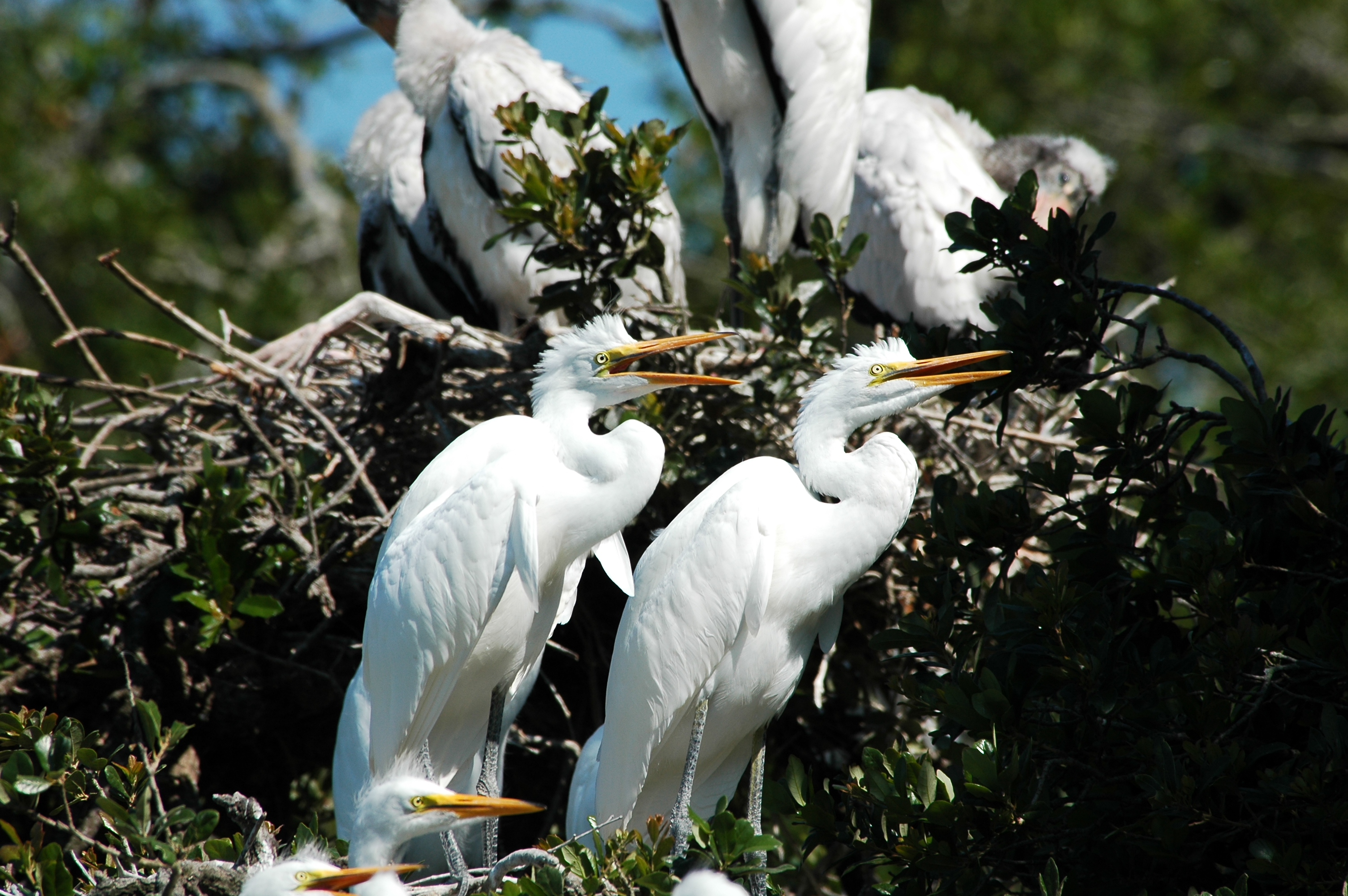 Great egret chicks  -  Alligator Farm Zoological Park, St. Augustine, Florida