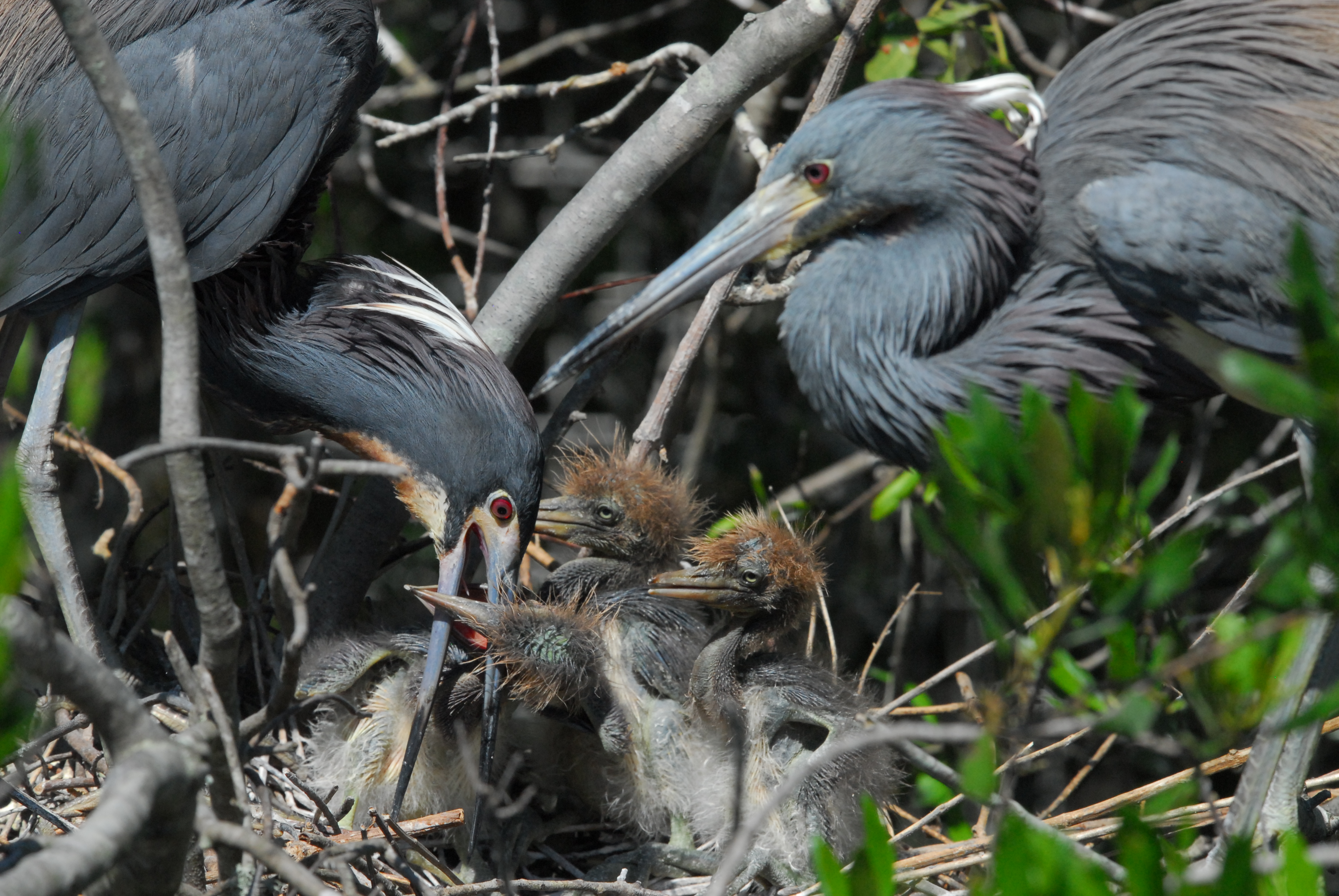 Tri-colored heron chicks and adults  -  Alligator Farm Zoological Park, St. Augustine, Florida