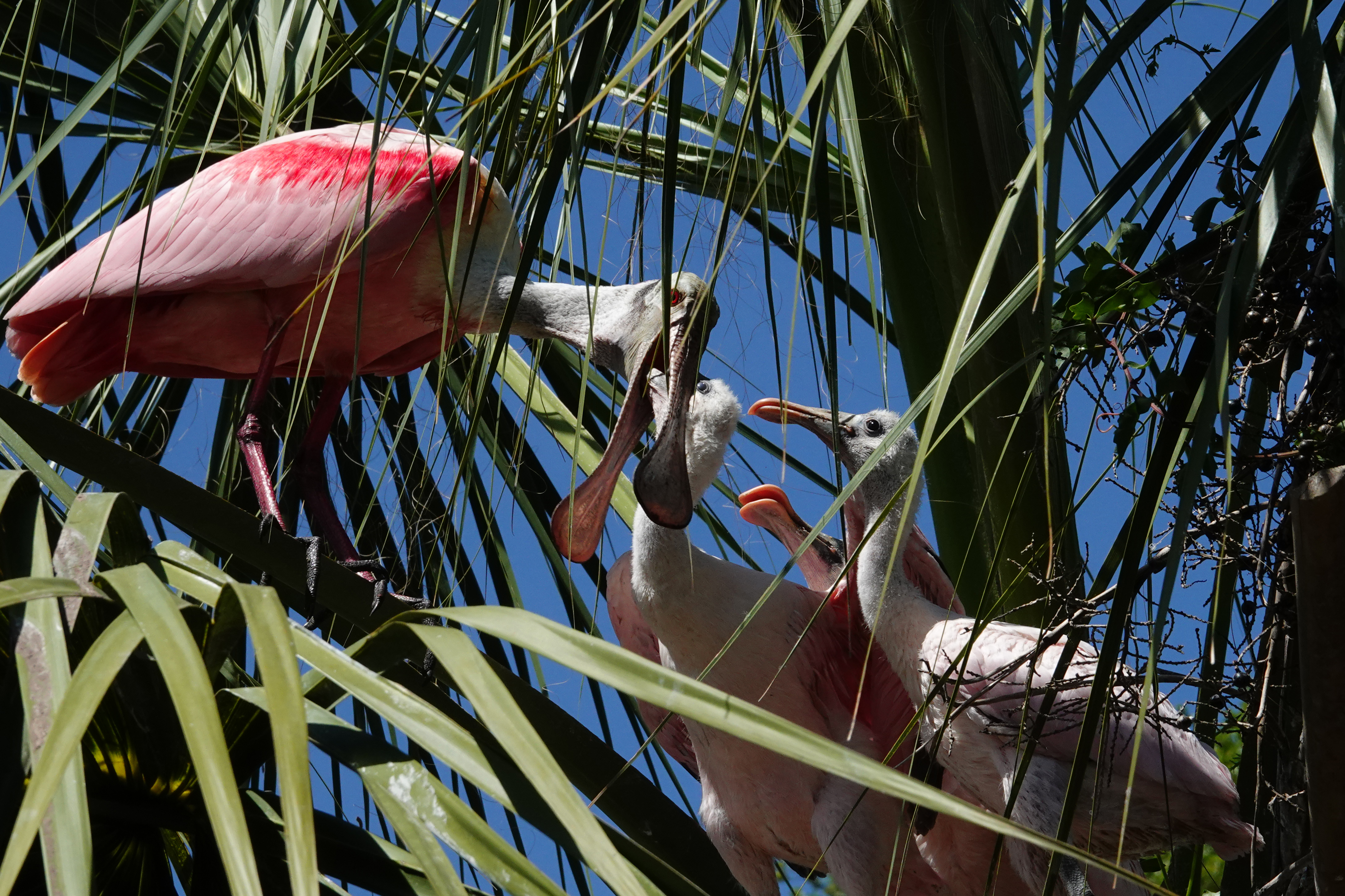 Roseate spoonbill adult (left) and chicks  -  Alligator Farm Zoological Park, St. Augustine, Florida