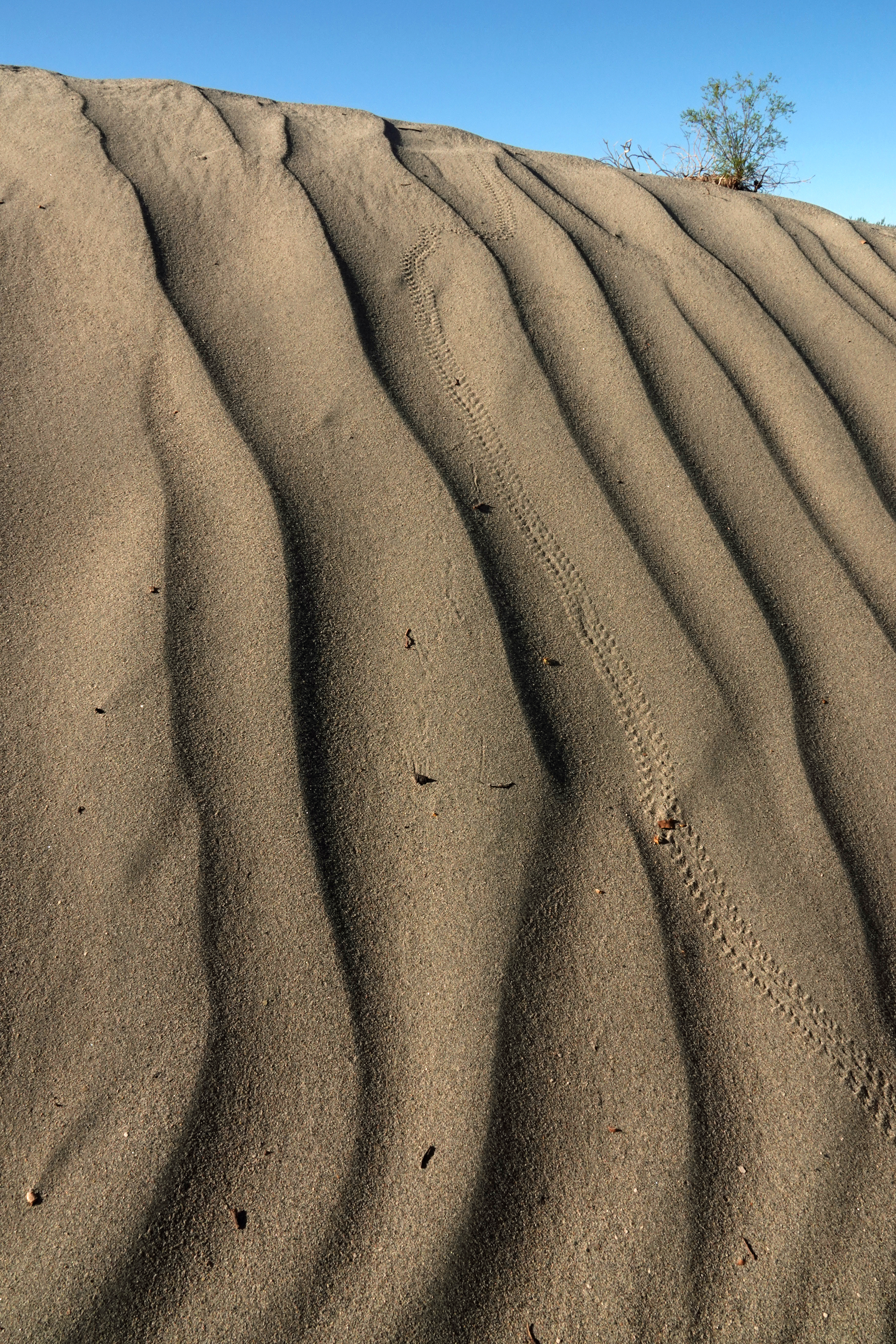 Sand dune ridges, animal tracks  -  Mesquite Flat Sand Dunes, Death Valley National Park, California  