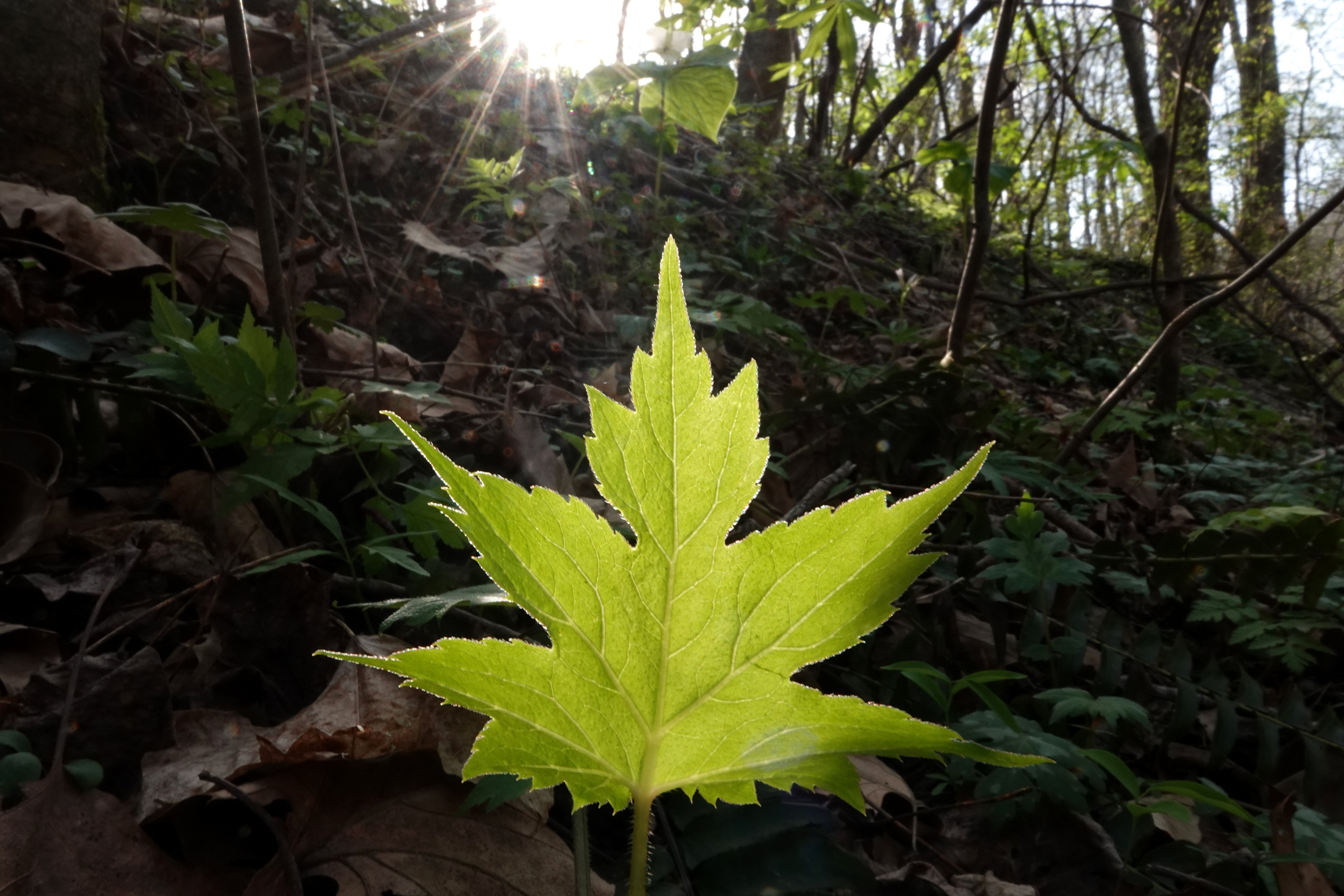 Morning light, backlit leaf  -  Conserving Carolina Property, Polk County, North Carolina