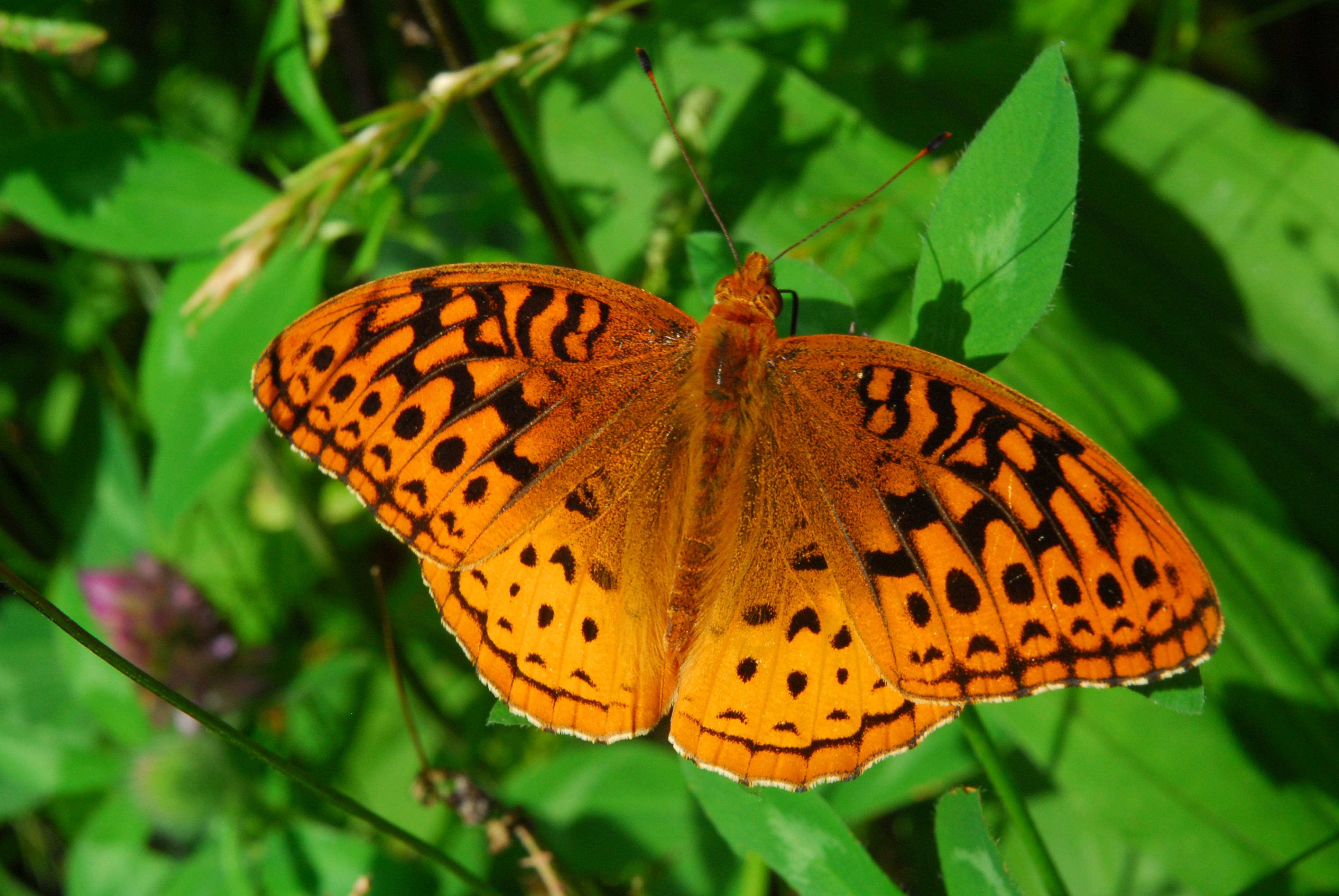 Great spangled fritillary butterfly  -  Flat Top Tower Trail, Moses Cone Memorial Park, Blue Ridge Parkway, North Carolina  