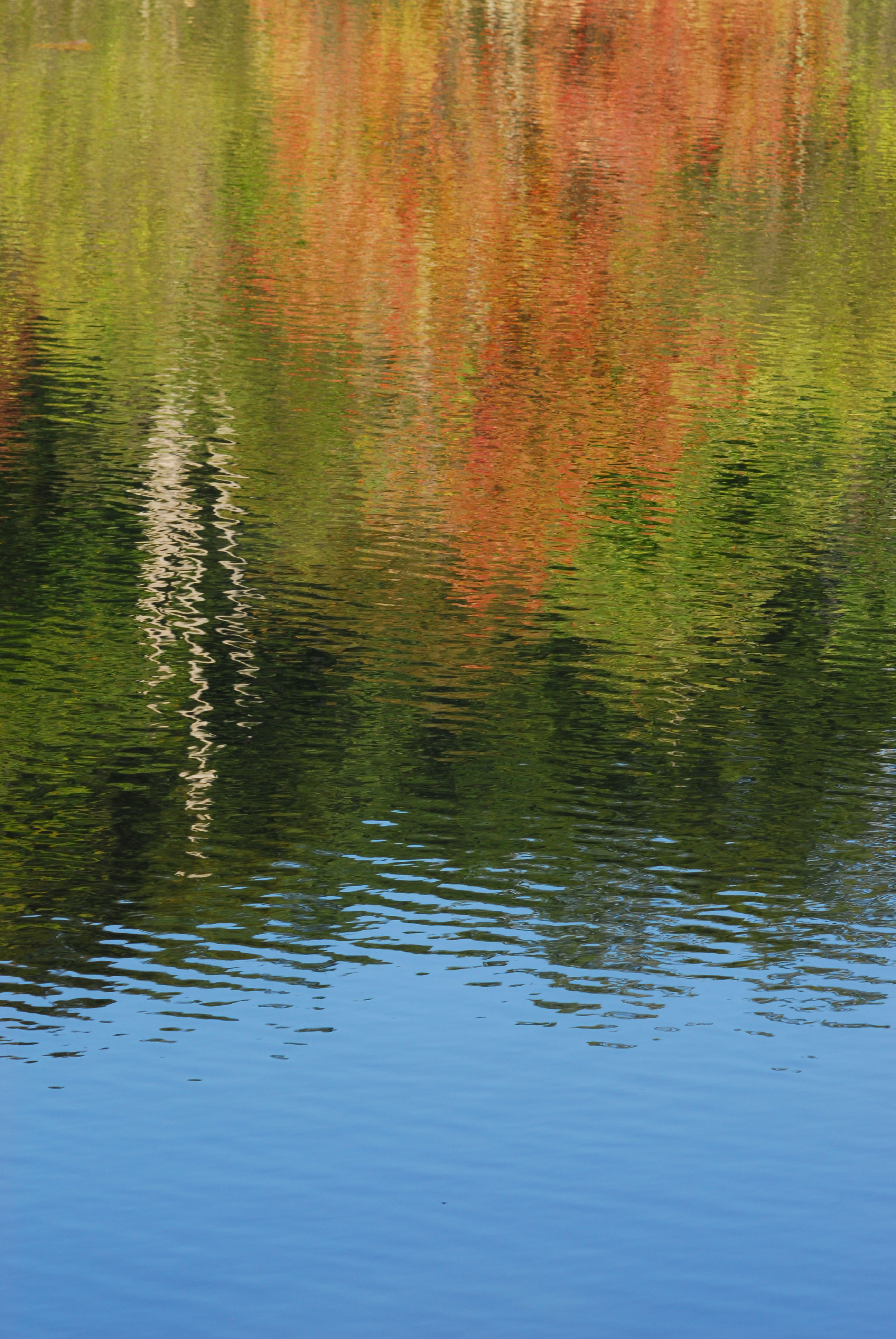 Reflection in Upper Pond  -  Palmetto Trail, Blue Wall Preserve, South Carolina