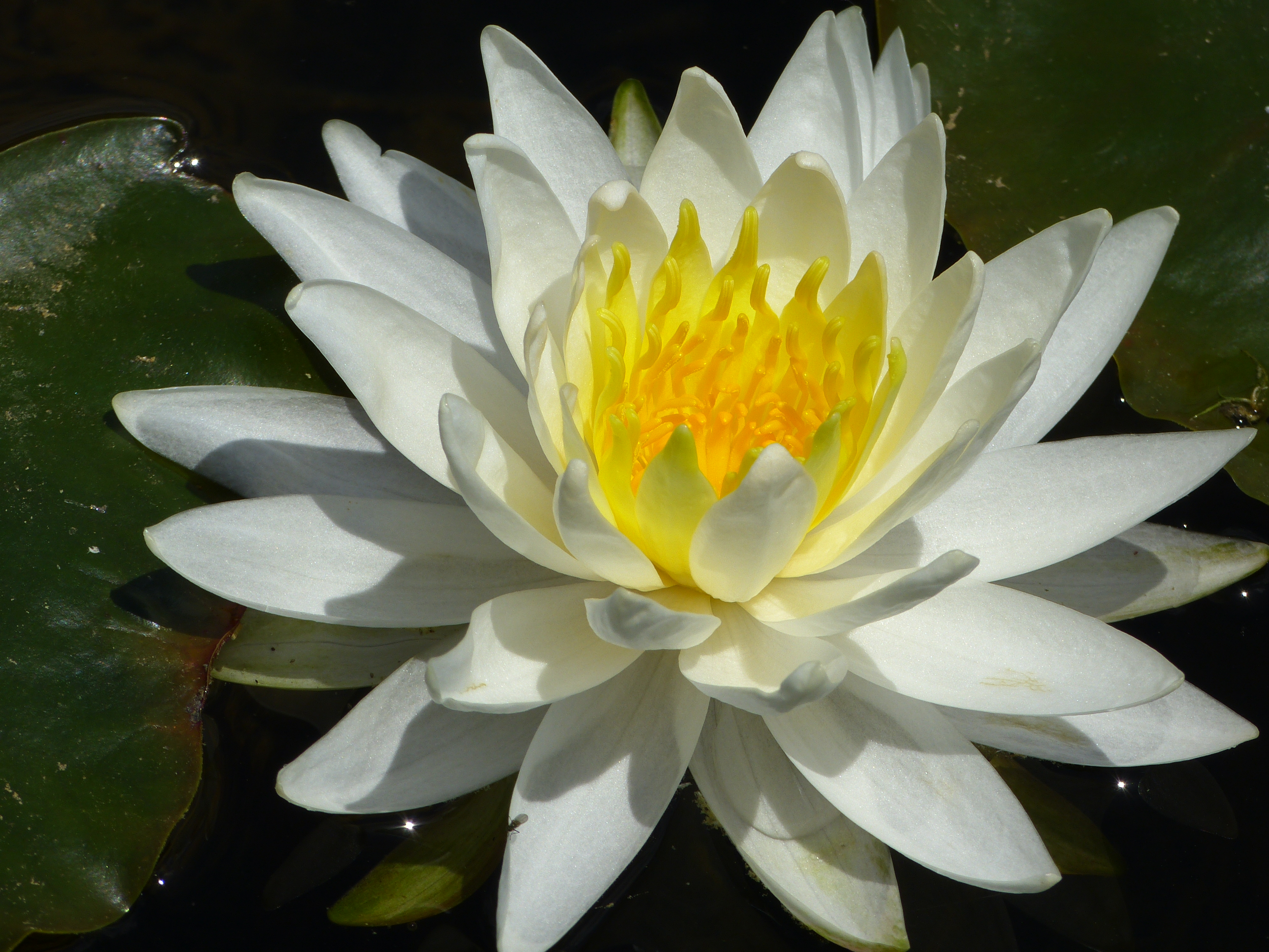Water lily  -  Bass Lake, Moses Cone Memorial Park, Blue Ridge Parkway, North Carolina
