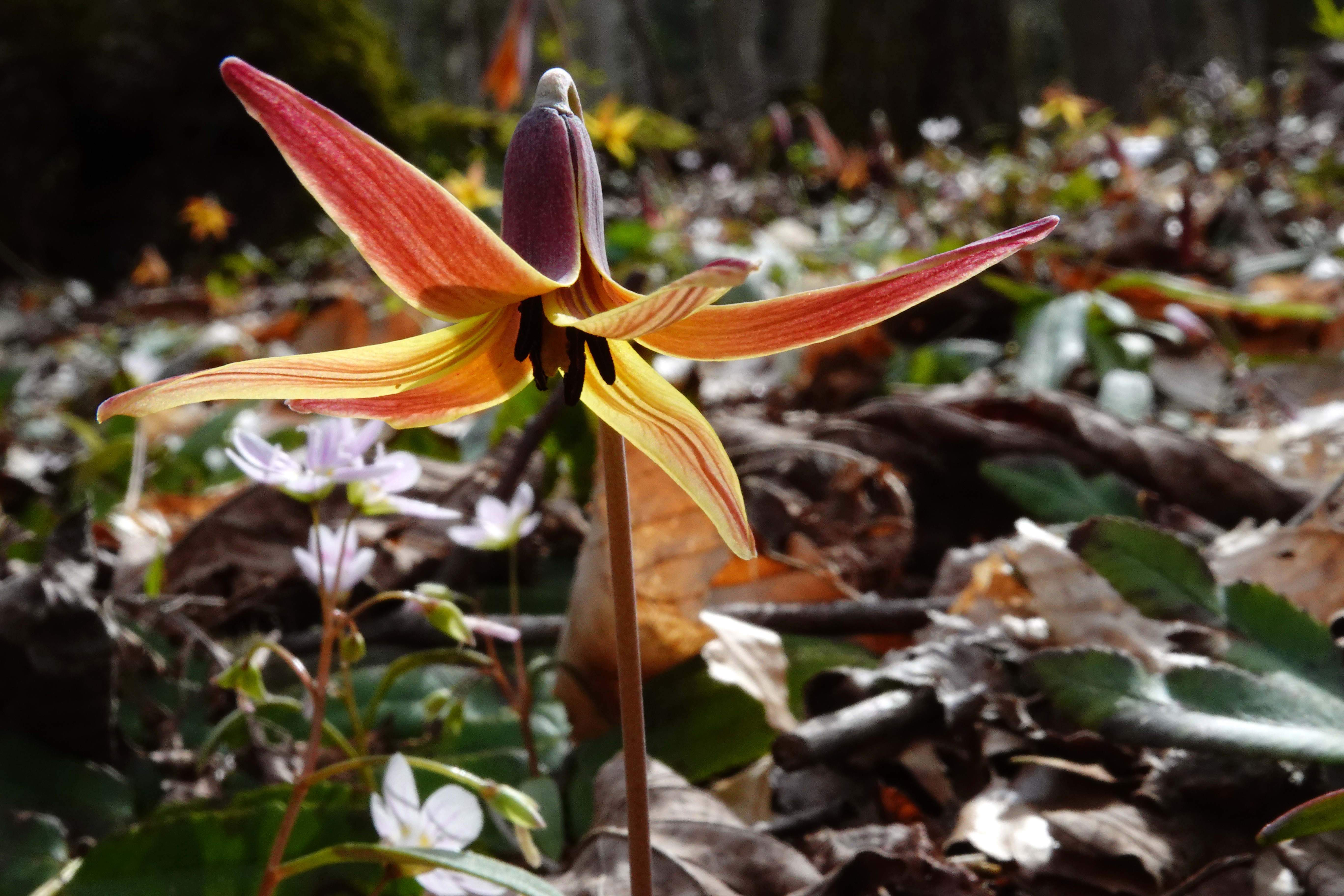 Trout lily  -  Talking Trees Trail, Holmes Educational State Forest, North Carolina