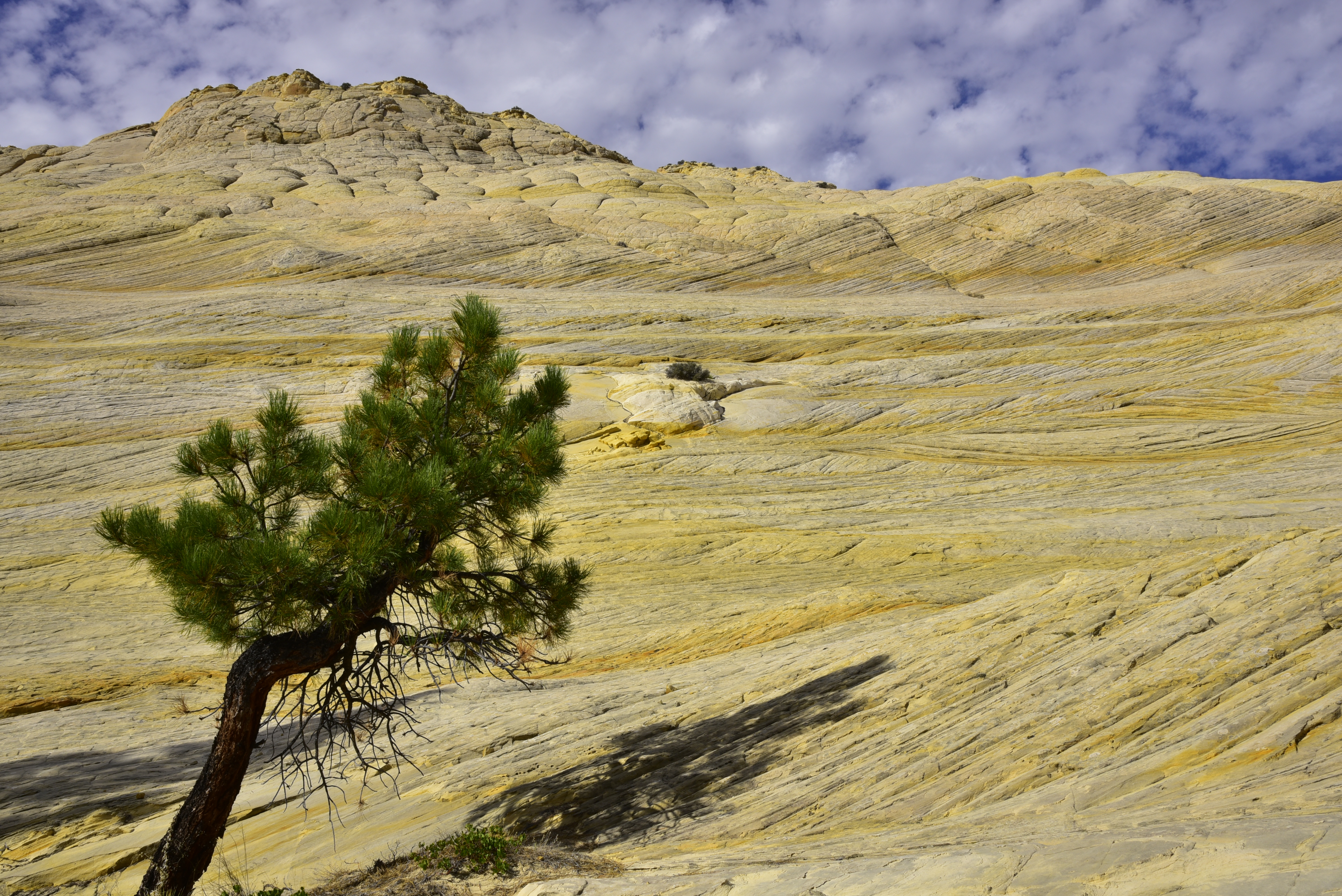 Conifer, Entrada sandstone  -  Garfield County, Utah  