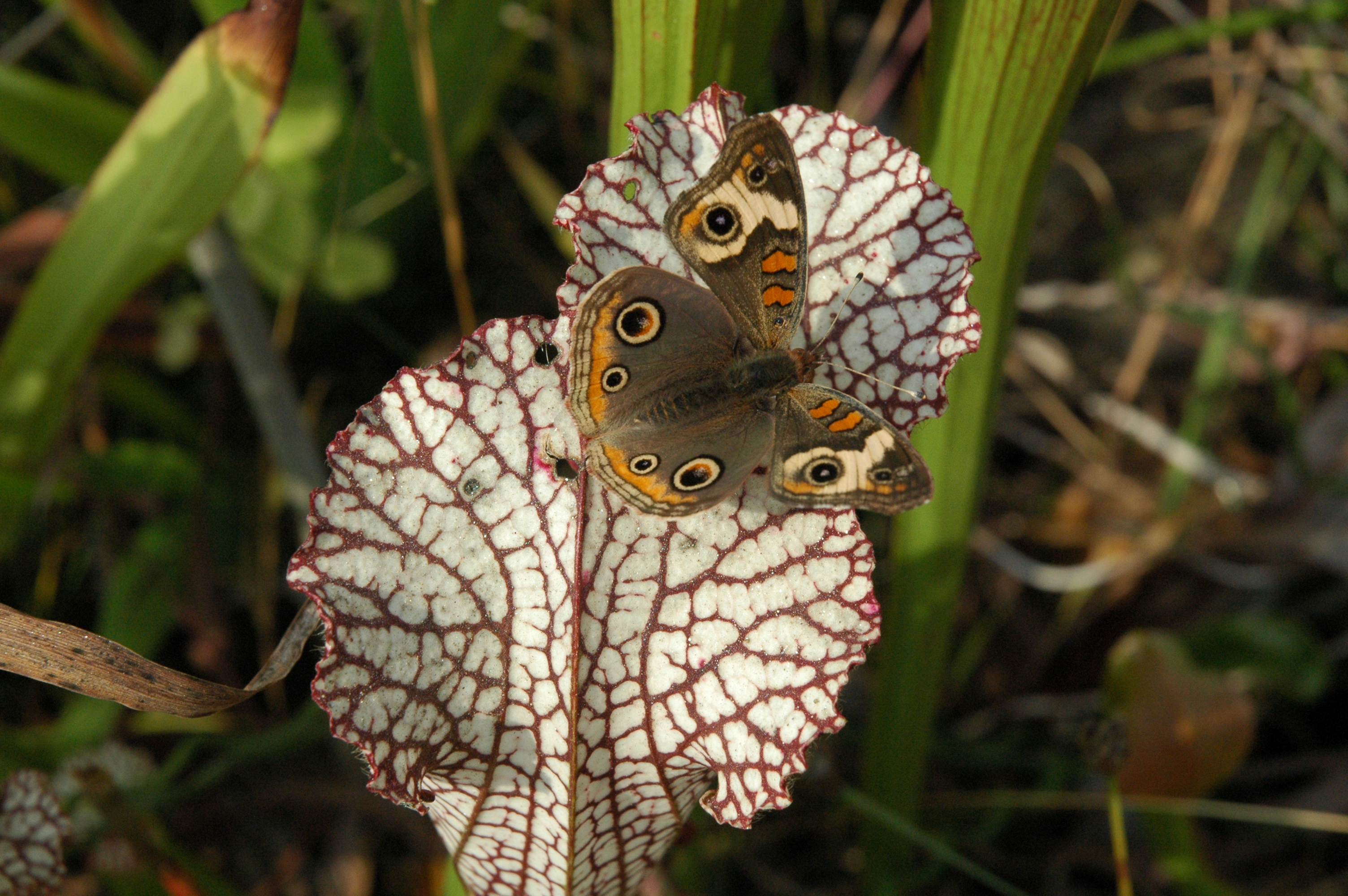Buckeye butterfly, pitcher plant  -  North Carolina Arboretum  