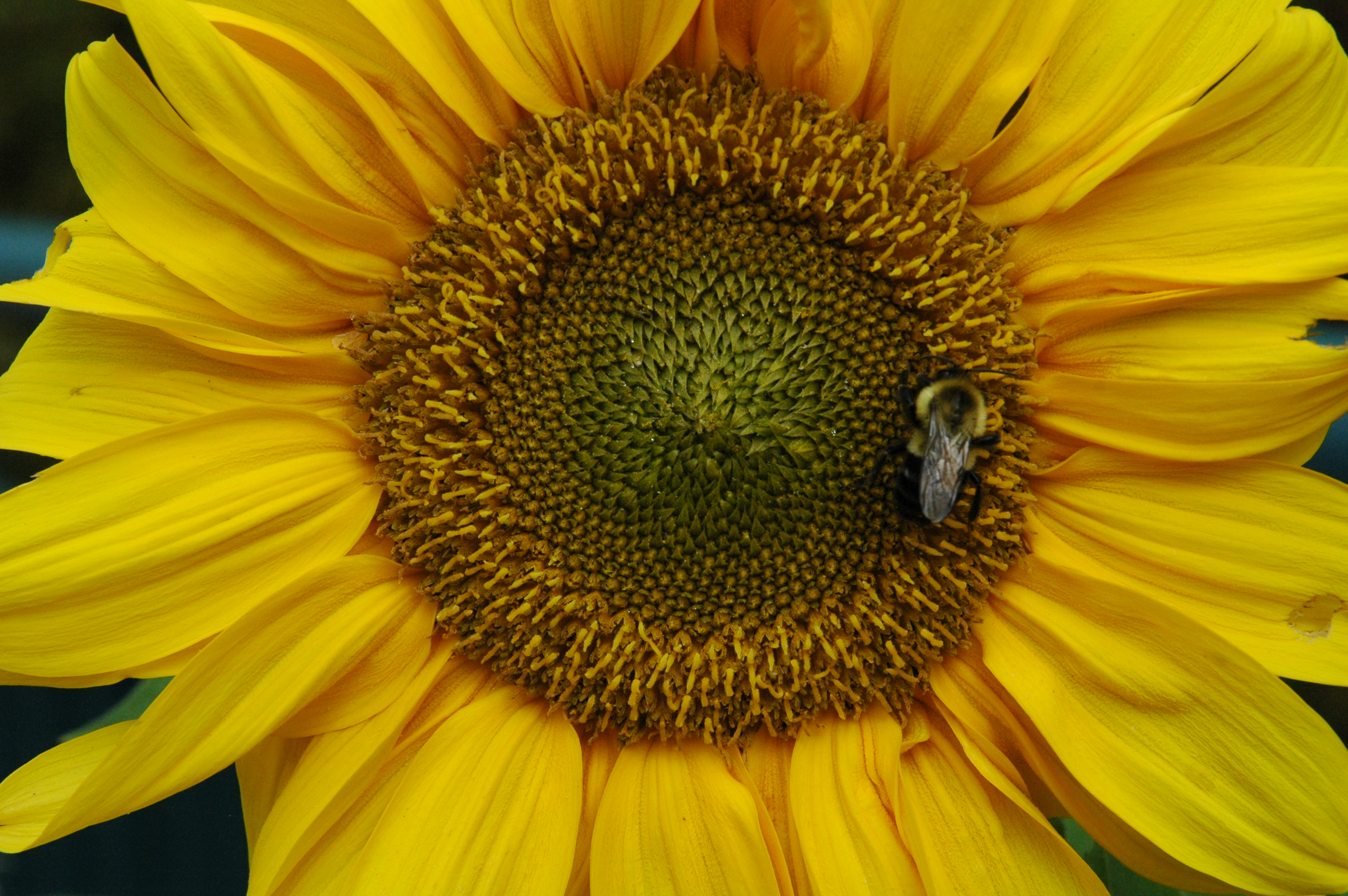 Bumblebee, common sunflower  -  North Carolina Arboretum  