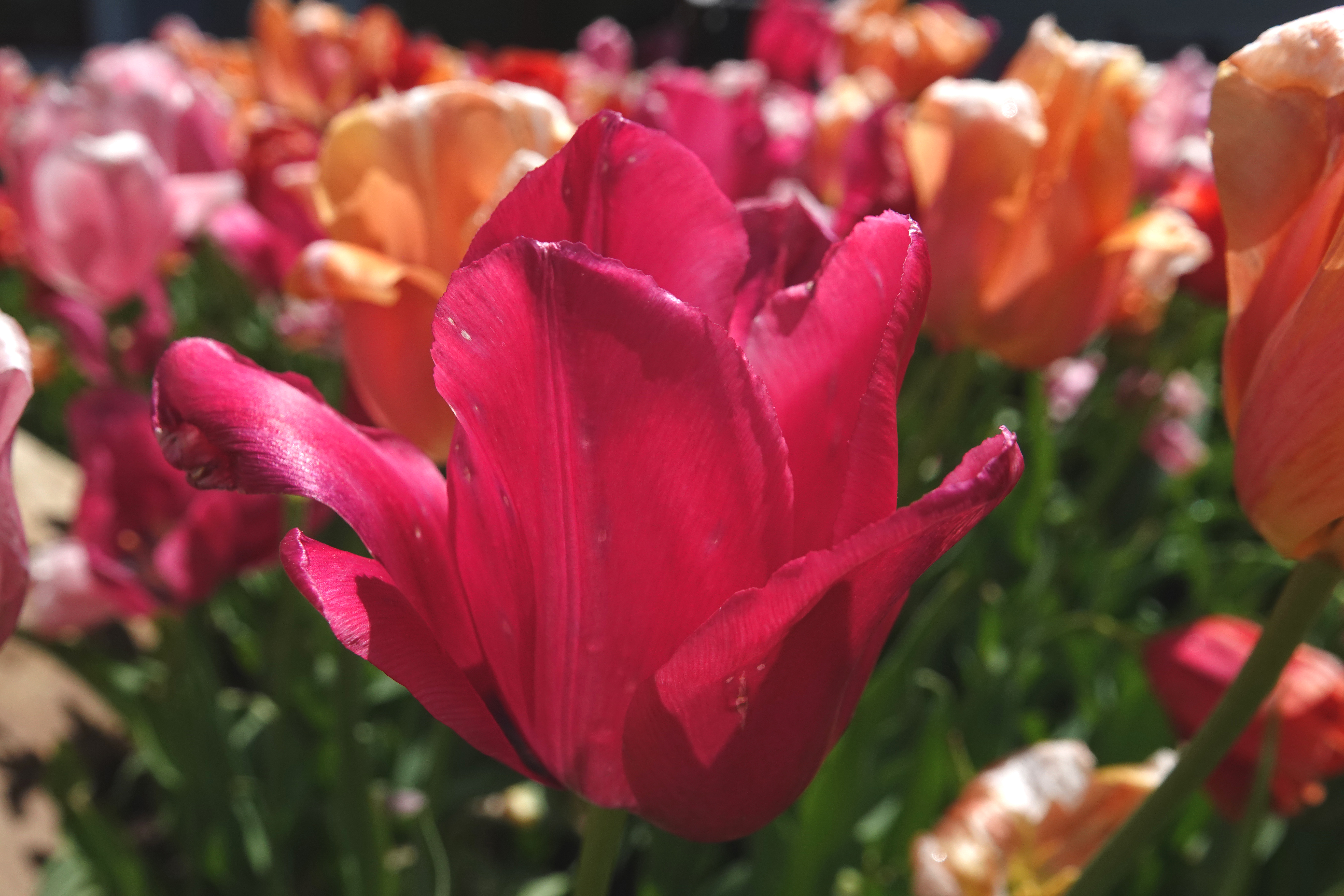 Tulips  -  North Carolina Arboretum