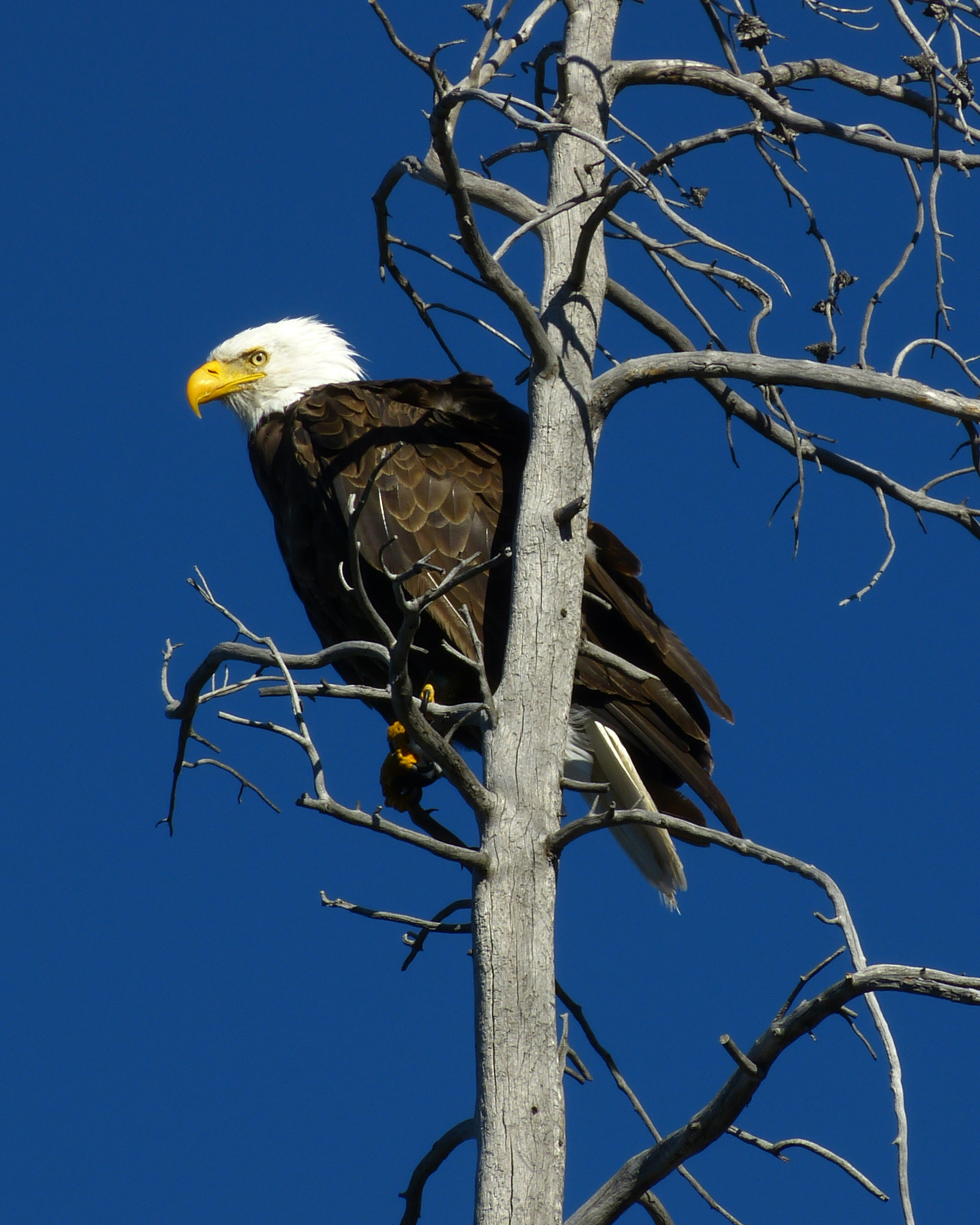 Bald eagle  -  Lewis Lake, Yellowstone National Park, Wyoming