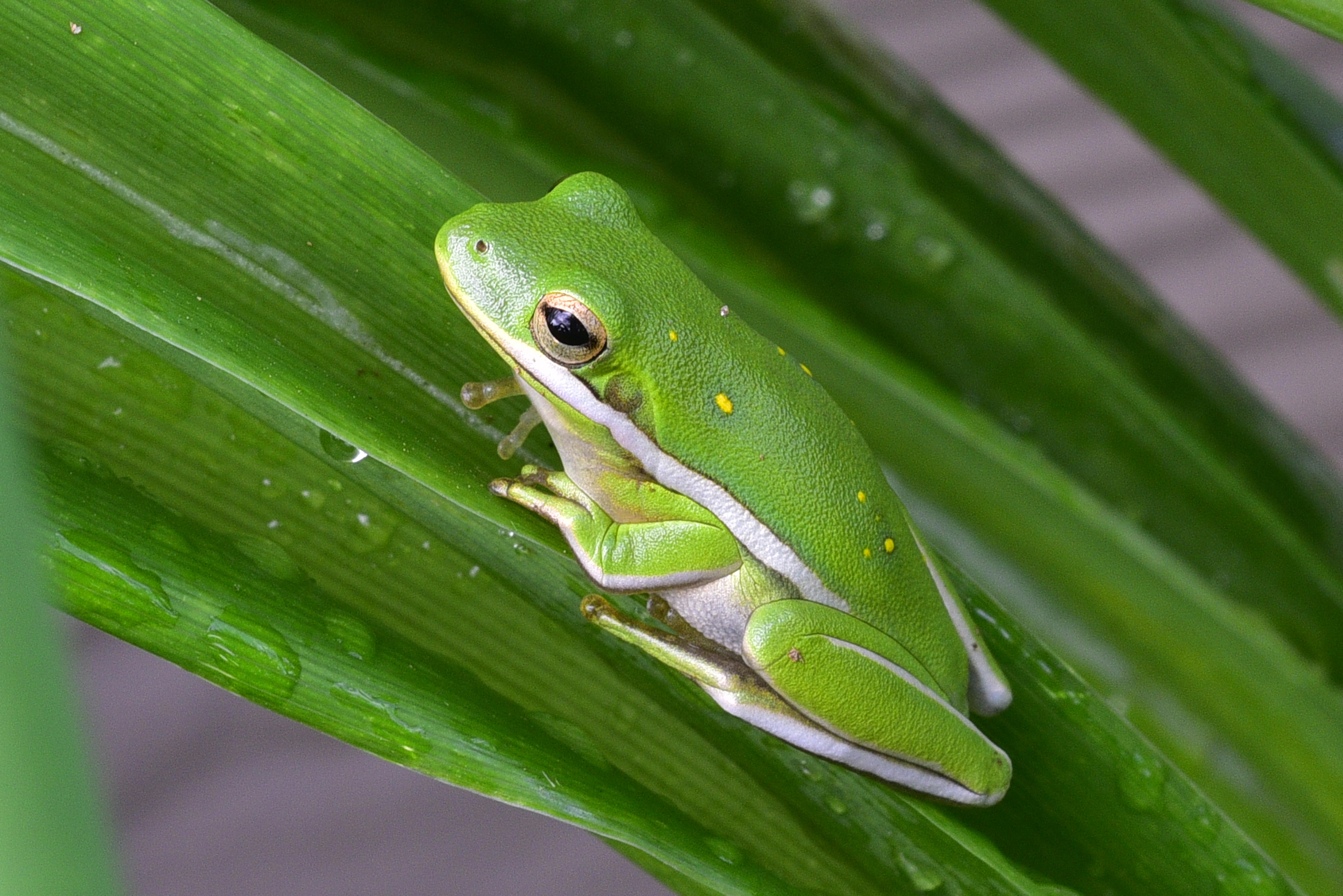 American tree frog  -  Greenville County, South Carolina