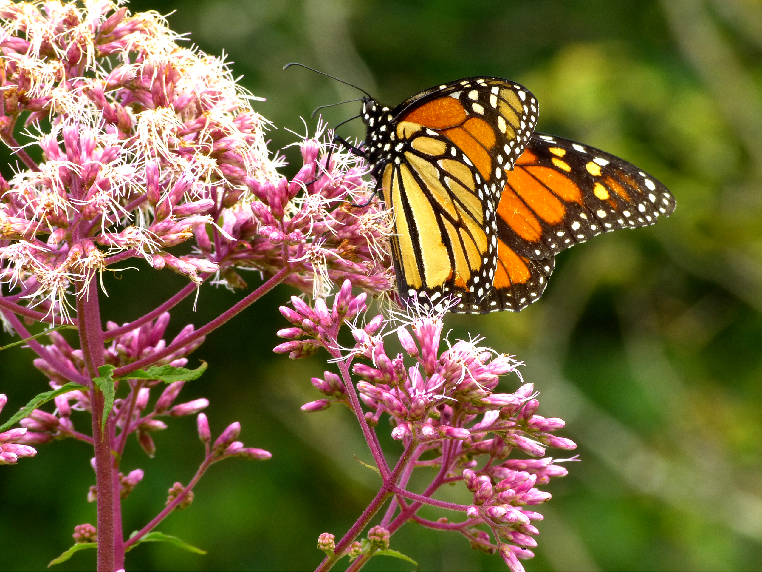 Monarch butterfly, Joe-Pye weed  -  Fryingpan Mountain Trail, Pisgah National Forest, North Carolina