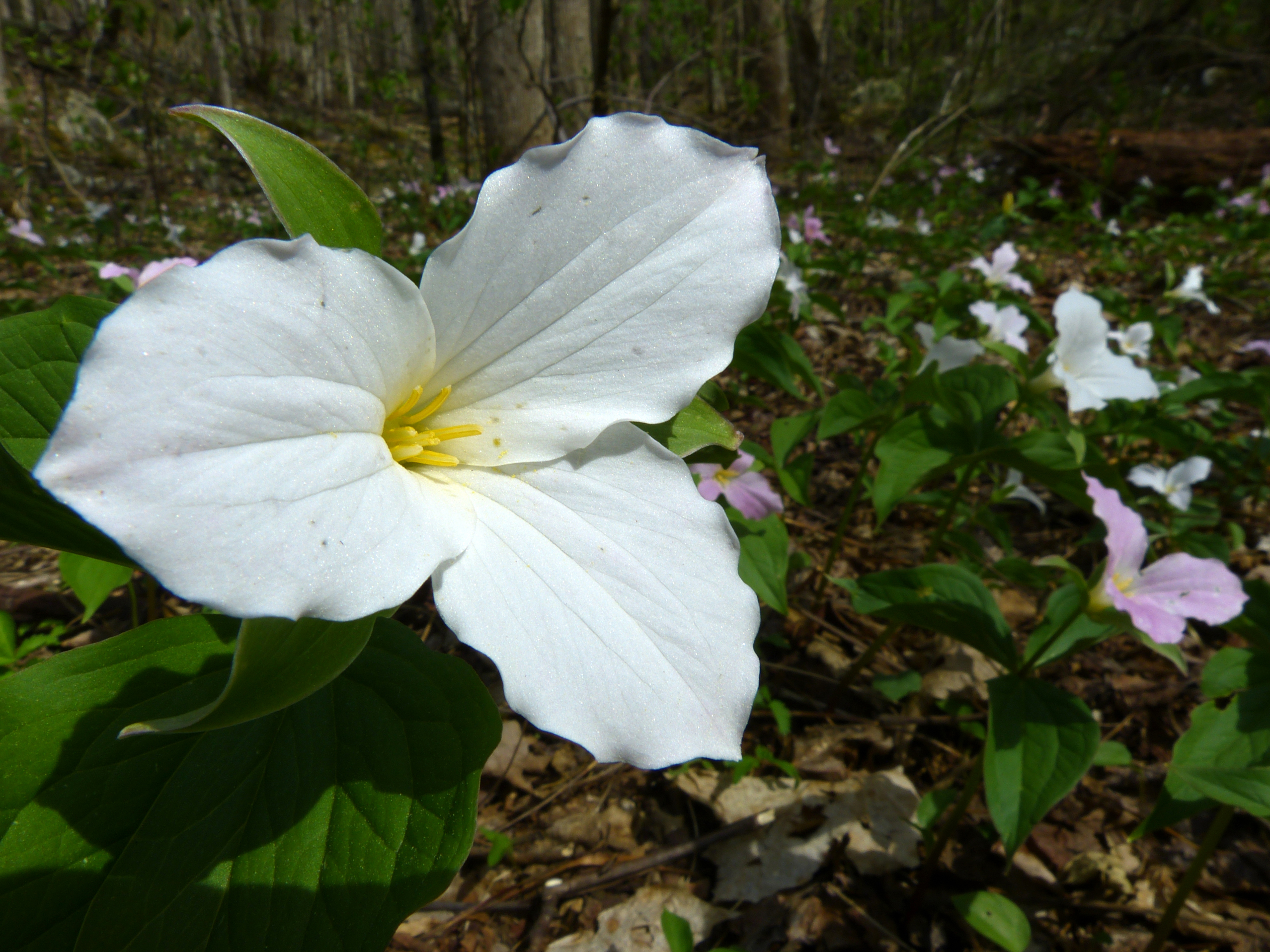 Large-flowered trillium  -  Roaring Fork Motor Nature Trail, Great Smoky Mountains National Park, Tennessee  