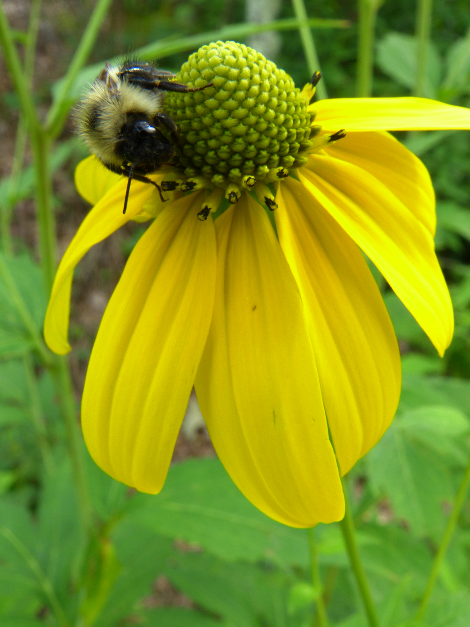 Bumblebee on green-headed coneflower  -  Fryingpan Mountain Trail, Pisgah National Forest, North Carolina