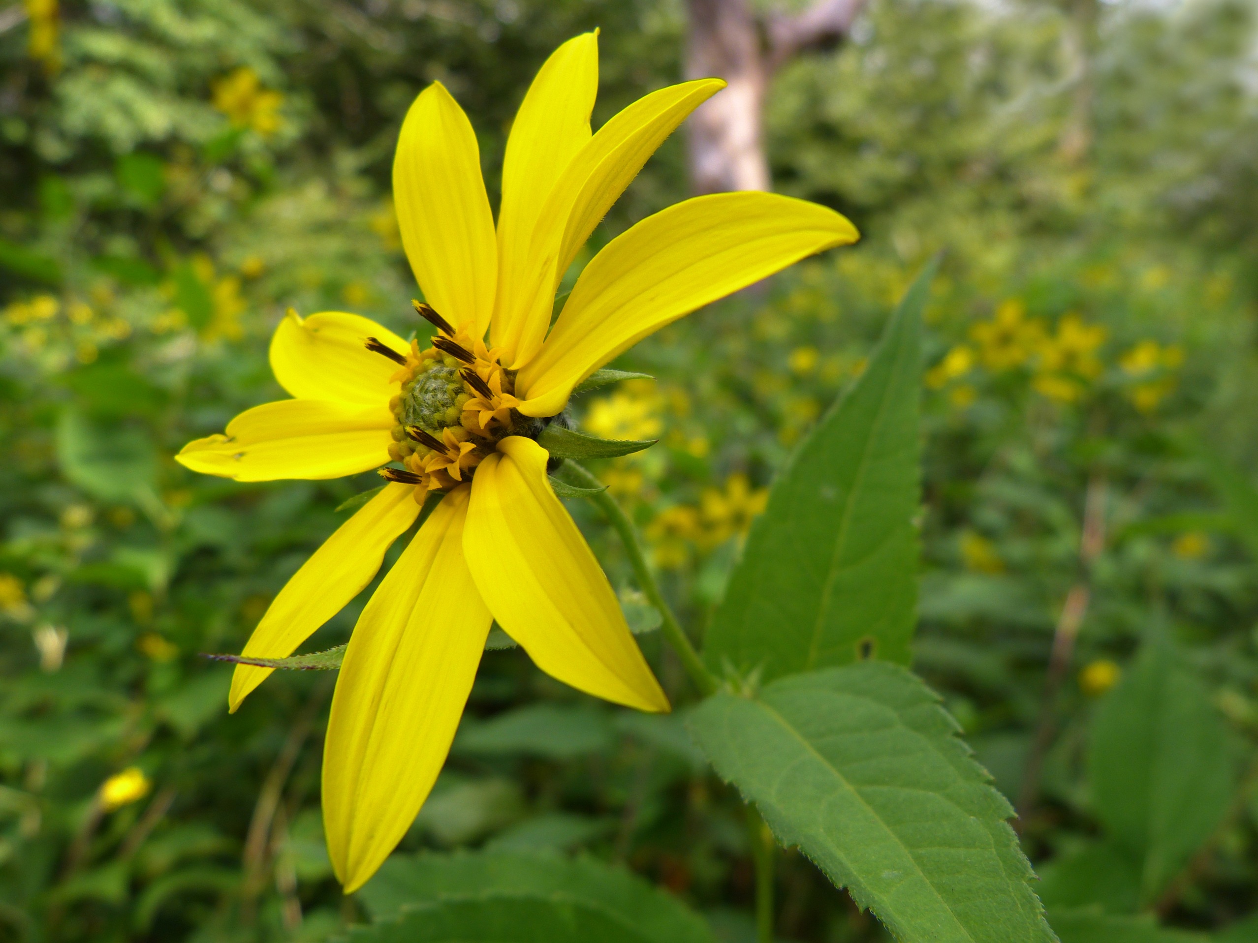 Tickseed sunflower  -  Fryingpan Mountain Trail, Pisgah National Forest, North Carolina