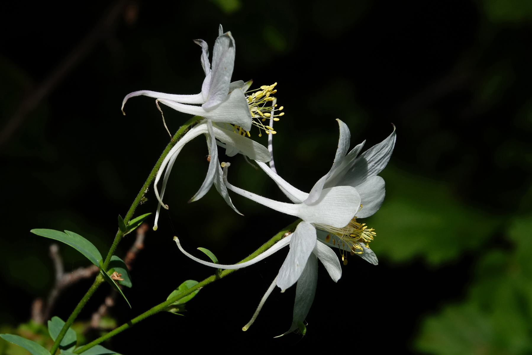 Columbine  -  Silver Lake Trail, Uinta-Wasatch-Cache National Forest, Utah