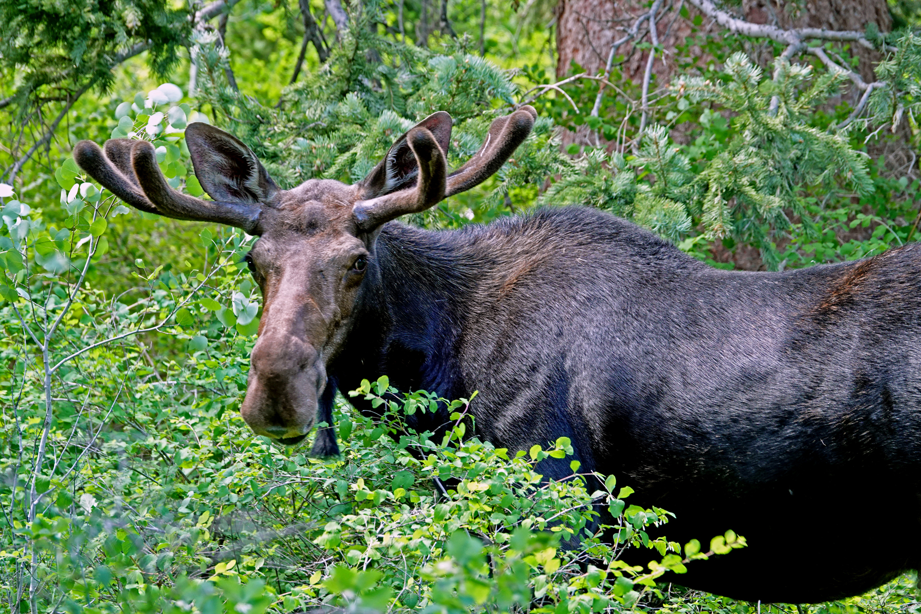Bull moose  -  Silver Lake Trail, Uinta-Wasatch-Cache National Forest, Utah  