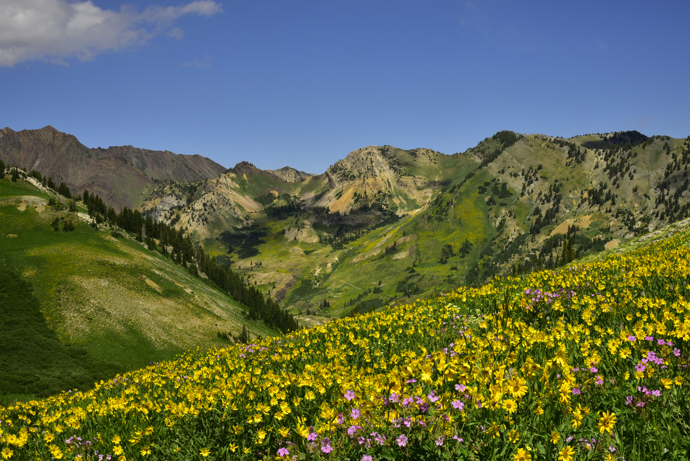 Wildflowers  -  Albion Meadow, Uinta-Wasatch-Cache National Forest, Utah