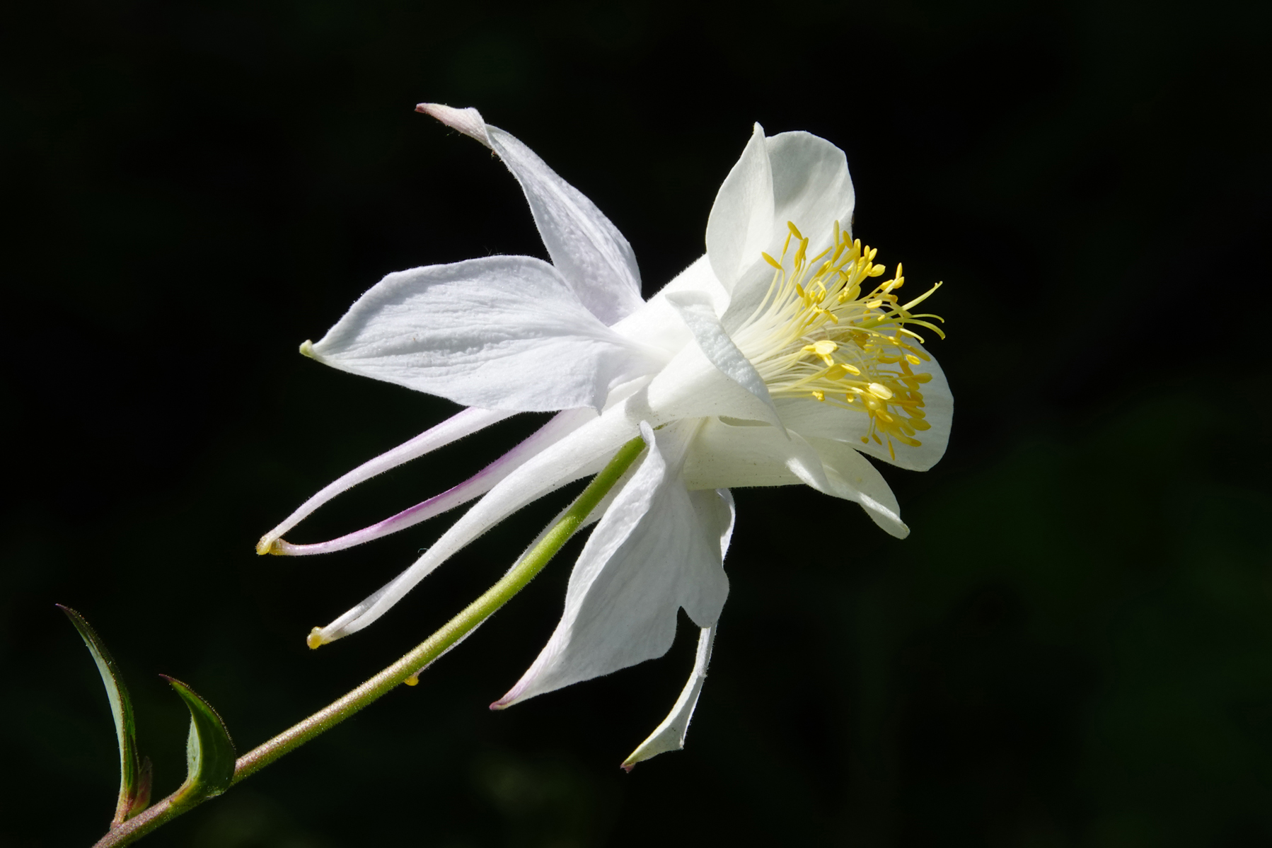 Columbine  -  Cecret Lake Trailhead, Uinta-Wasatch-Cache National Forest, Utah