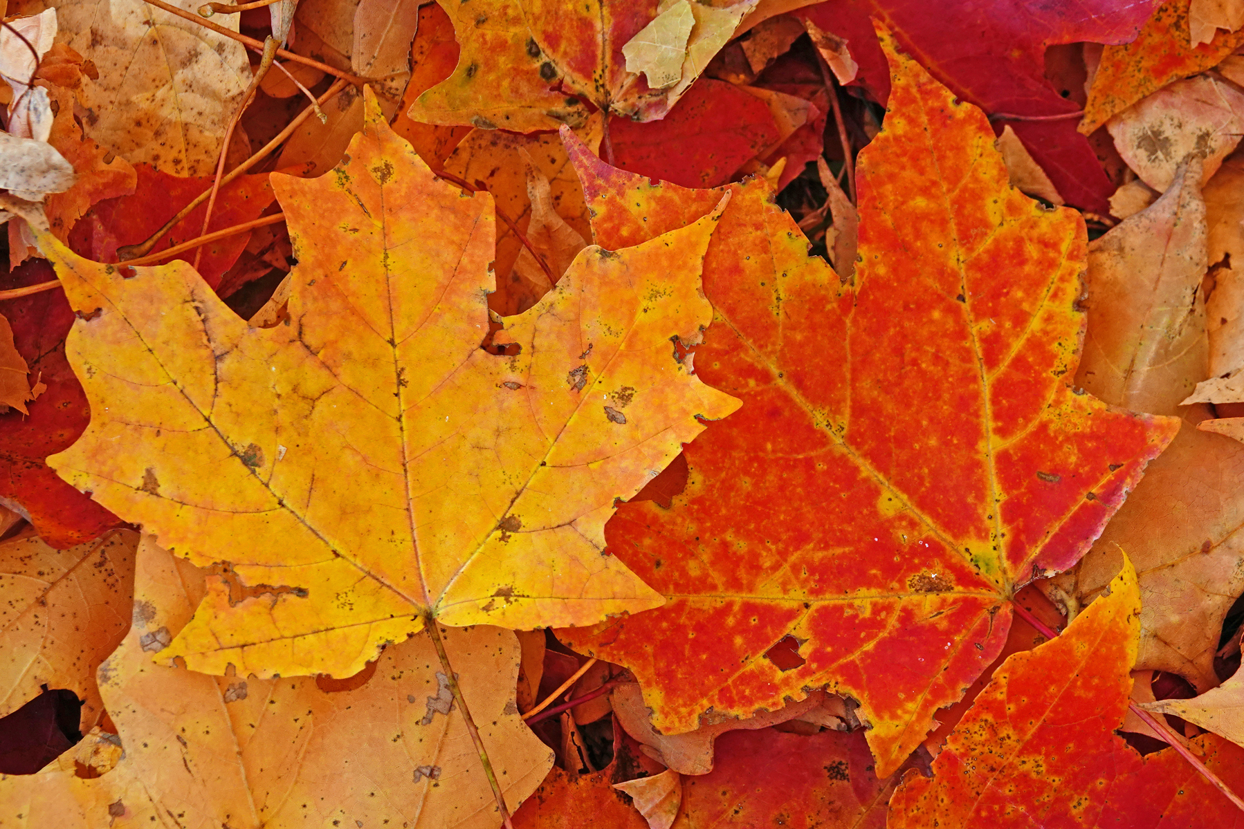 Chalk bark maple leaves  -  Bonsai Garden, North Carolina Arboretum, Asheville, North Carolina  [2022]