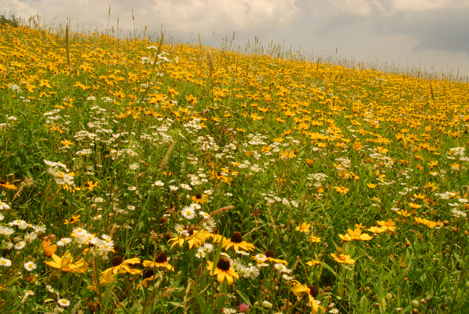 Black-eyed Susans, daisies, lance-leaved coreopsis  -  Flat Top Tower Trail, Moses Cone Park, Blue Ridge Parkway, North Carolina