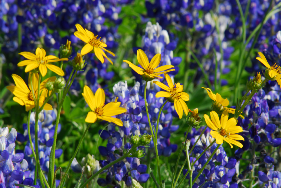 Tickseed sunflowers and bluebonnets  -  Park Road 4, Burnet County, Texas