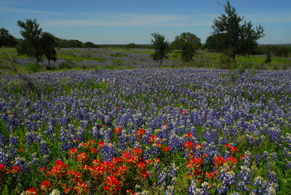 Indian paintbrush and bluebonnets  -  Ranch Road 3404, Llano County, Texas