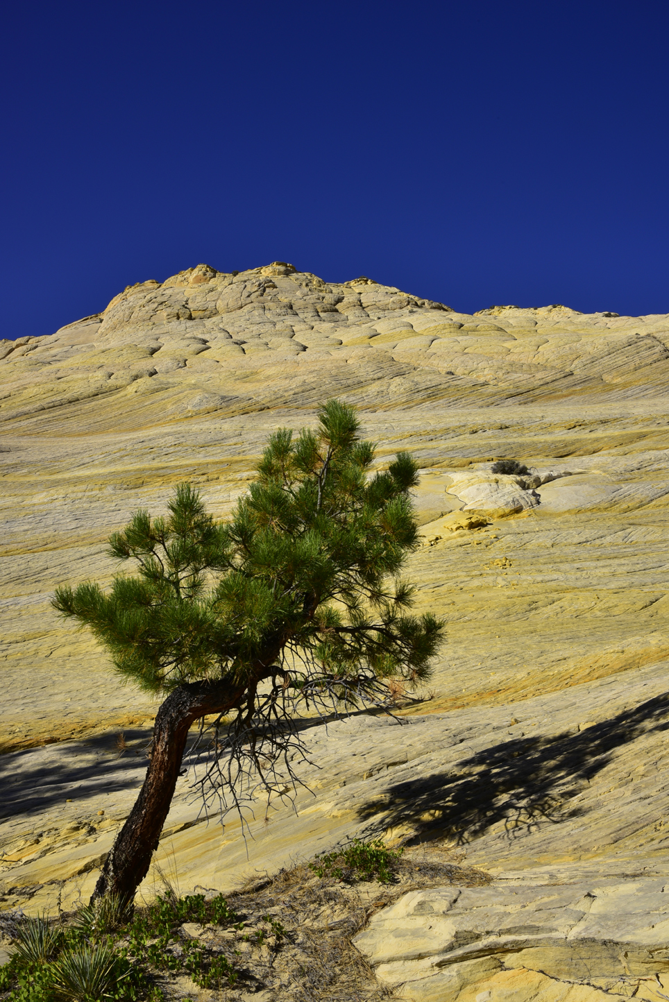 Pine tree and Entrada sandstone  -  Garfield County, Utah
