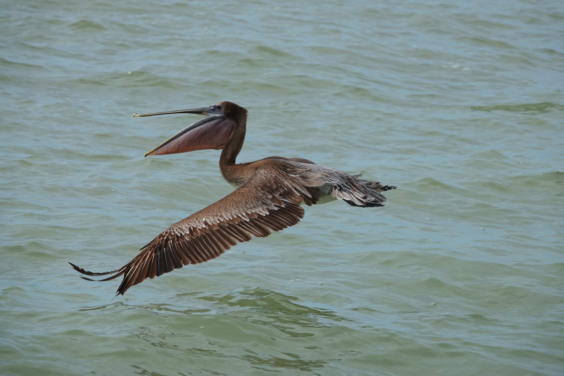 Brown pelican taking off  -  from Lowdermilk Park, Naples, Florida